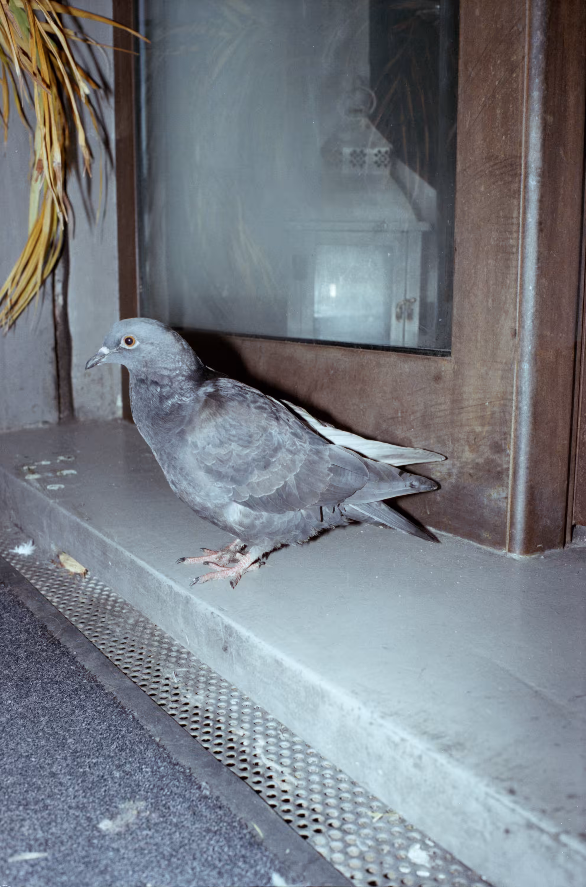 Pigeon_1