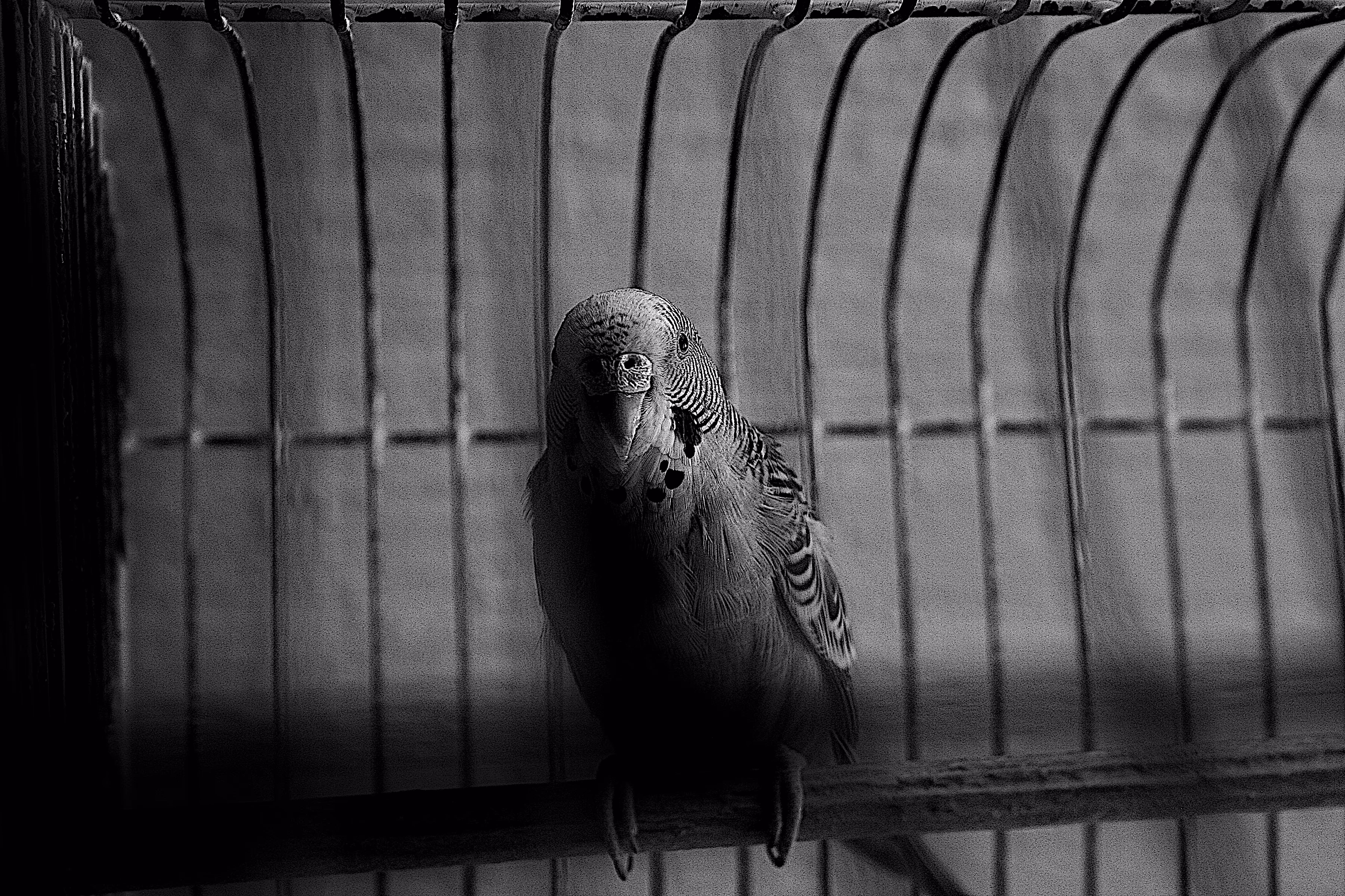 Happy Budgie 2