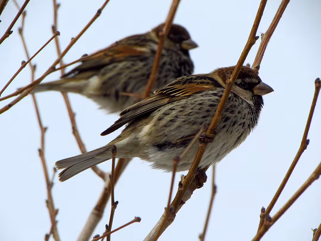  My little sparrow