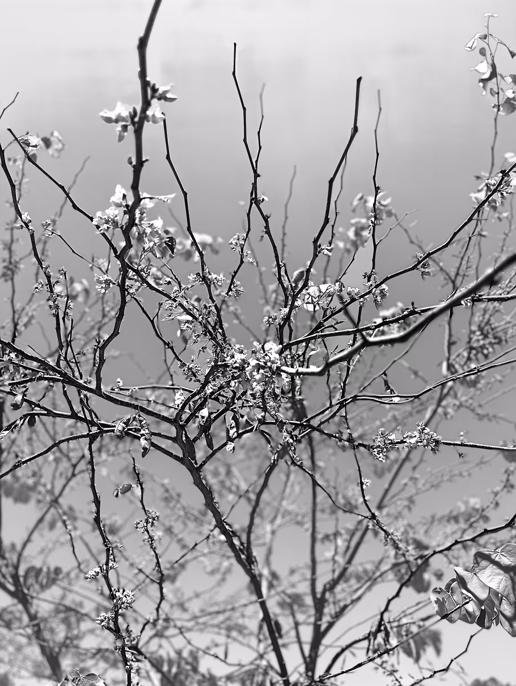 haters love mistakes and flowers still bloom   و گل ها هنوز شکوفا می شوند