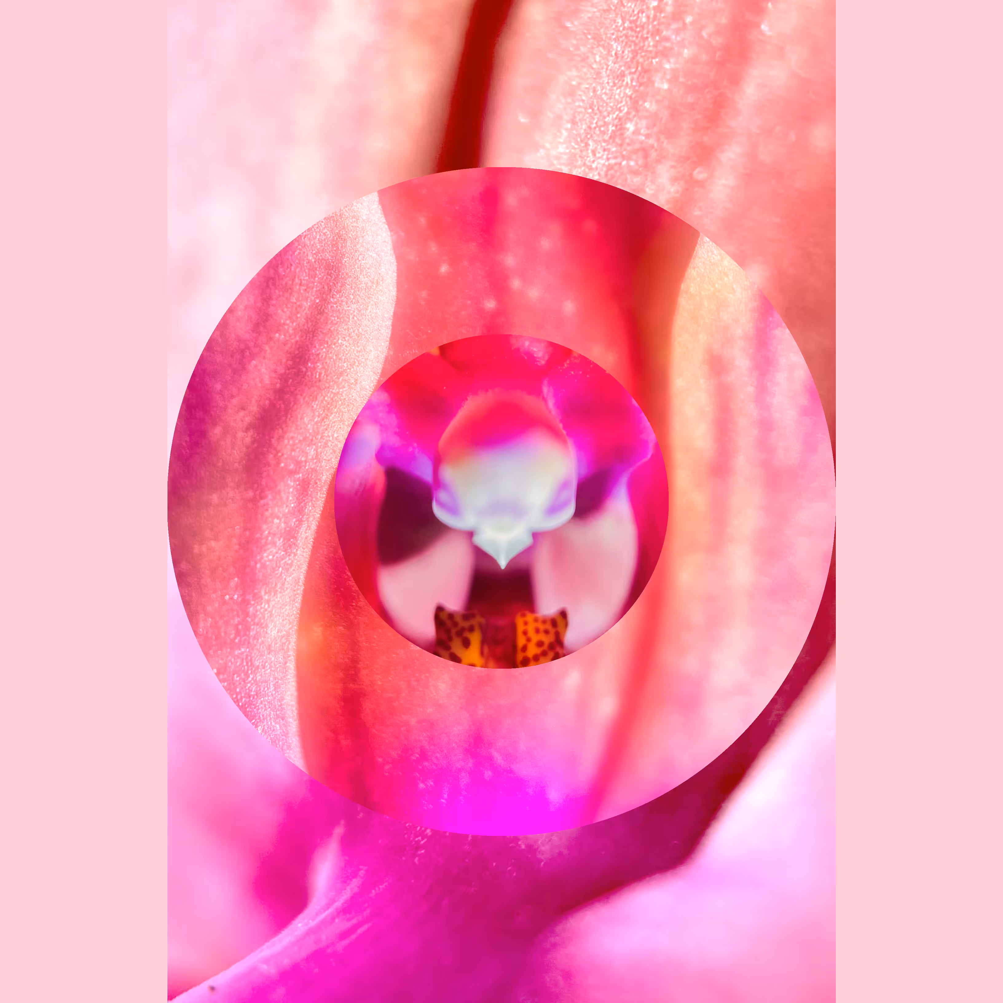 Orchid Heart