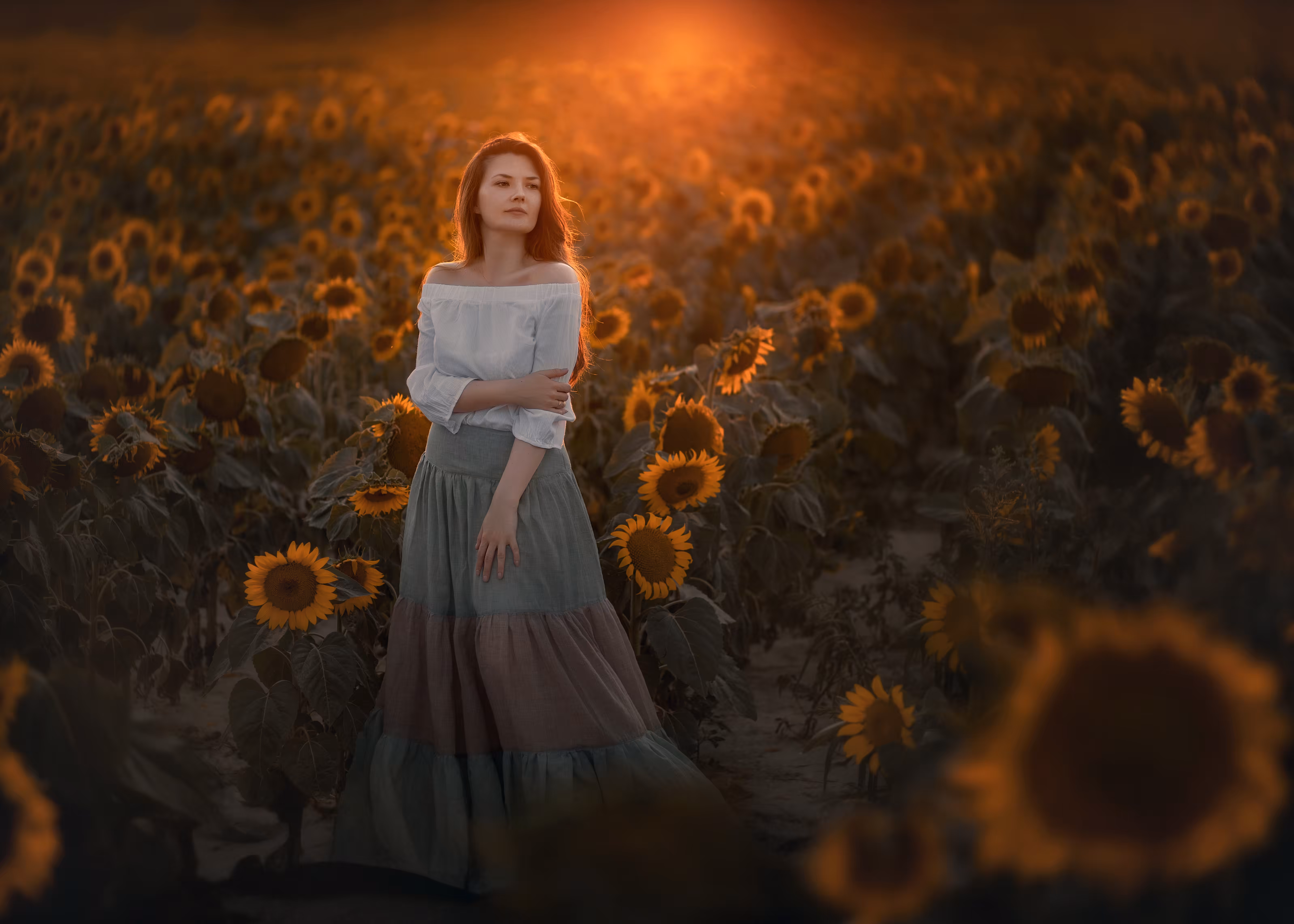 Sunflowers