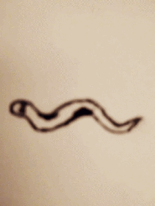Snek 