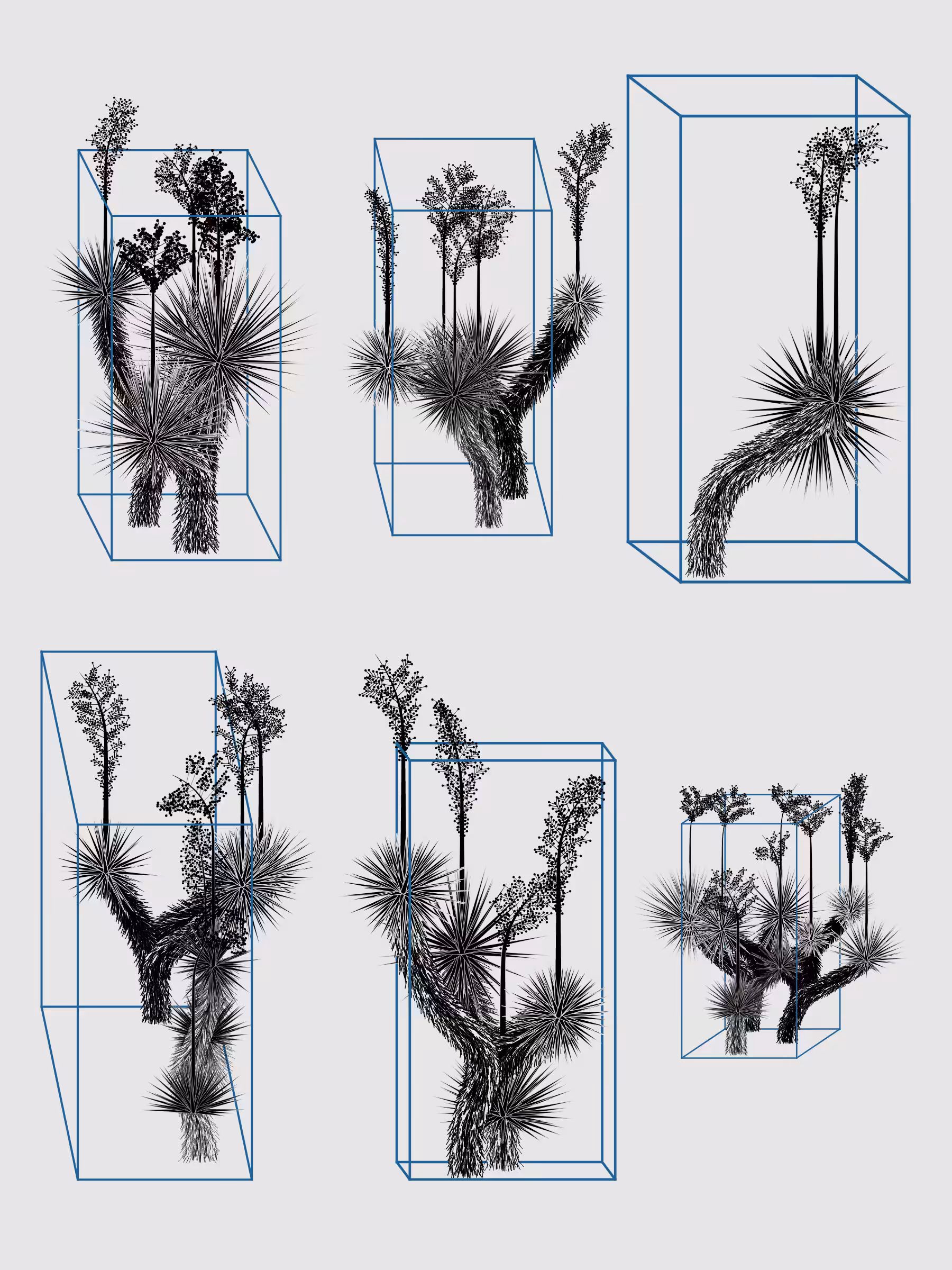 Marfa Yucca #332