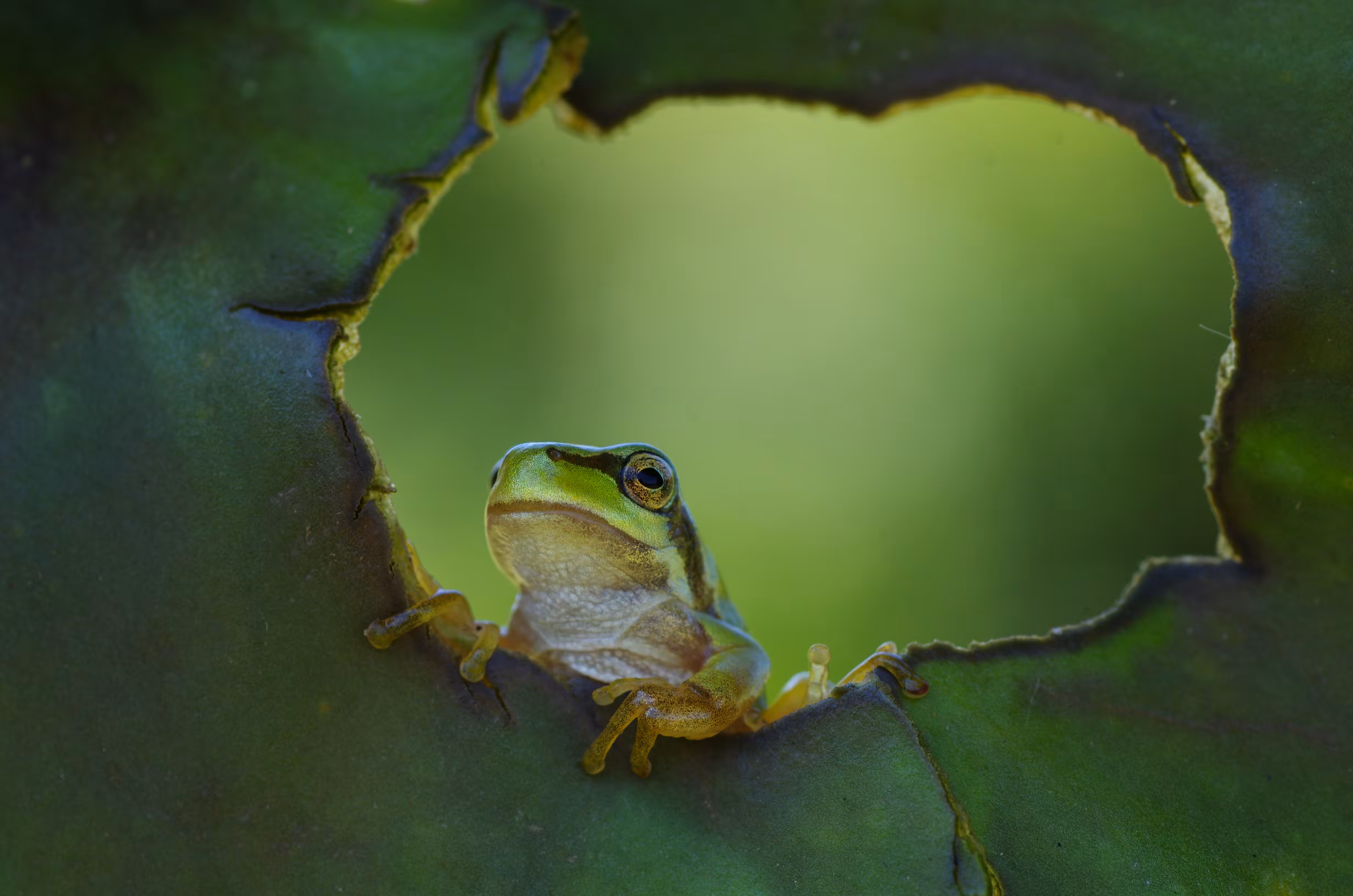 Pepe 12/12 (window)  (Artist: Savas Sener)