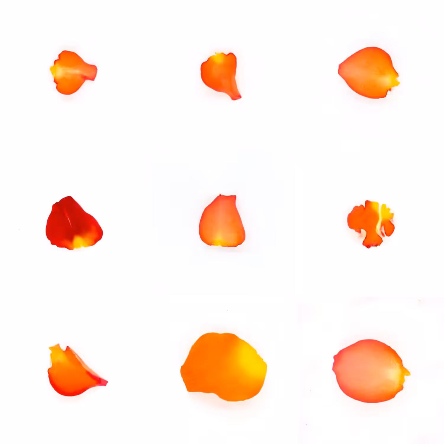 Infinite Petals 3x3#406