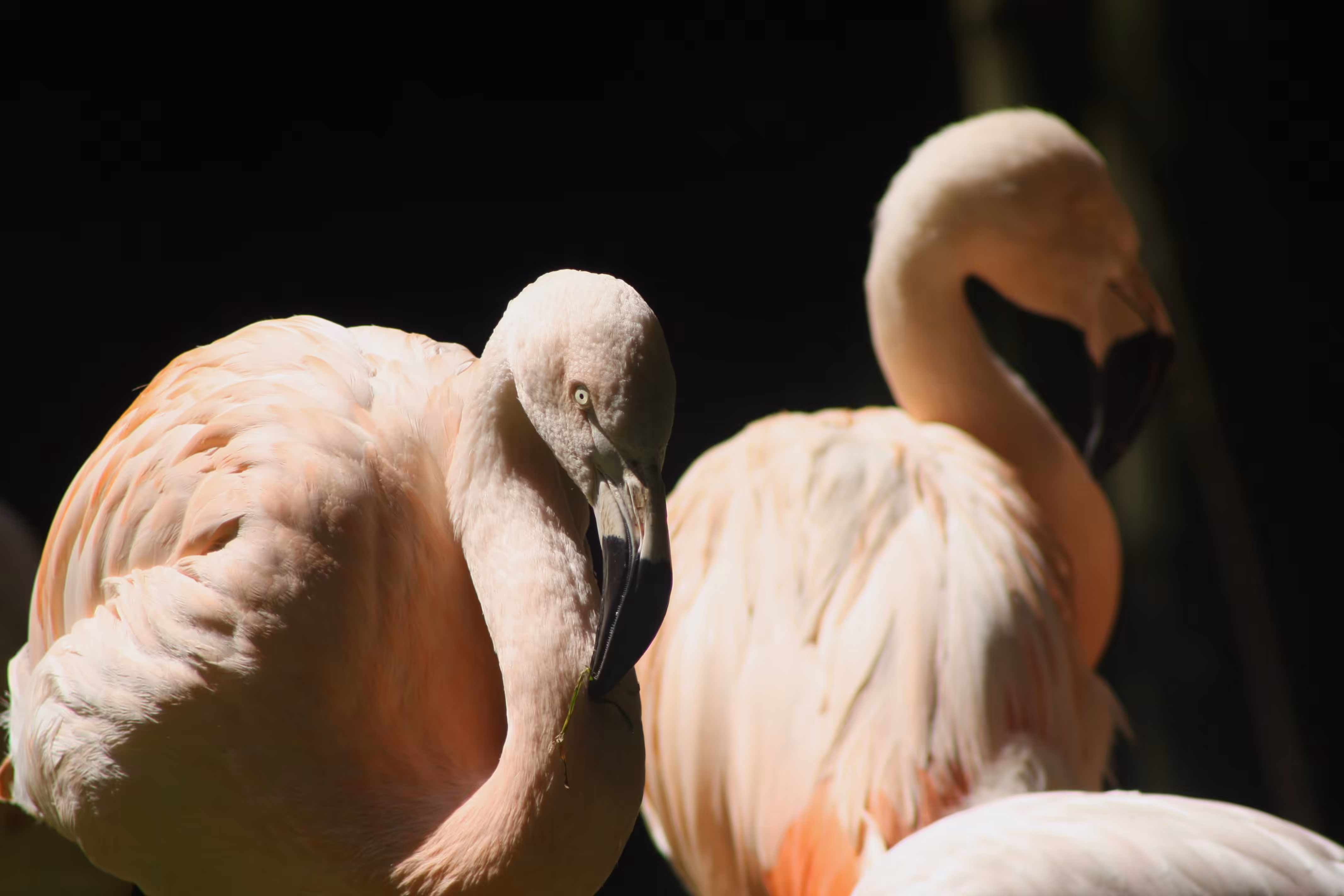 Flamingo