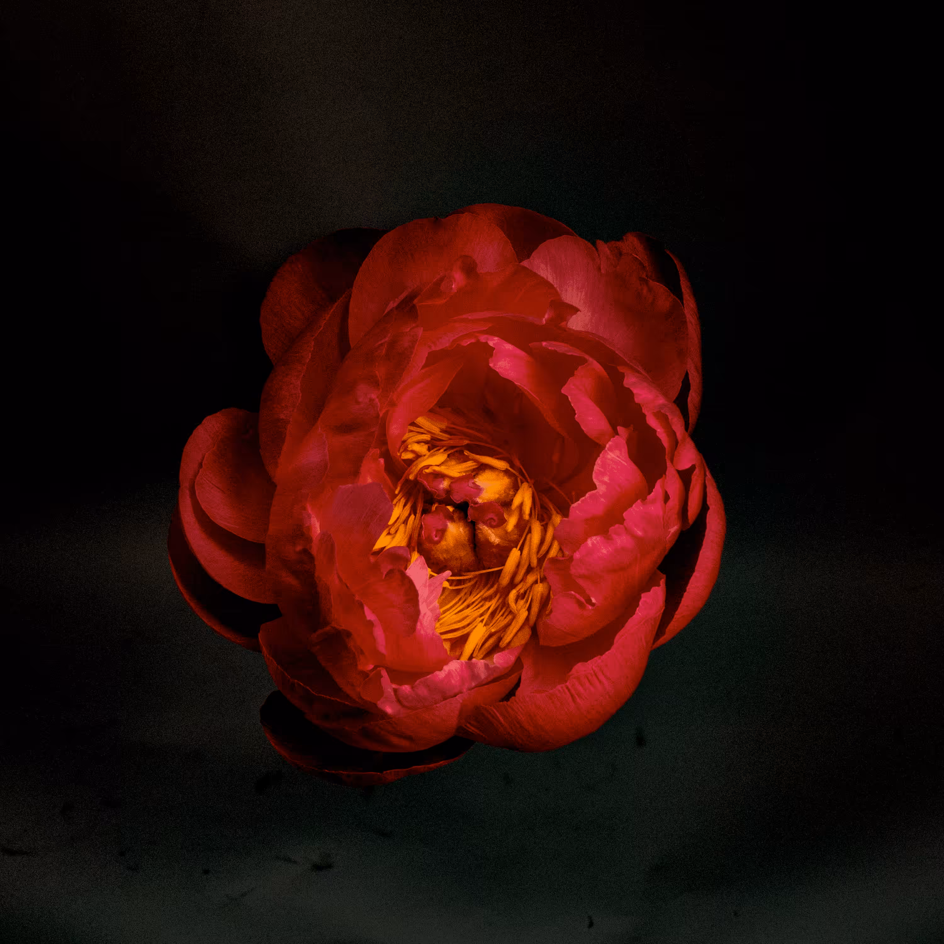 Peonies #11