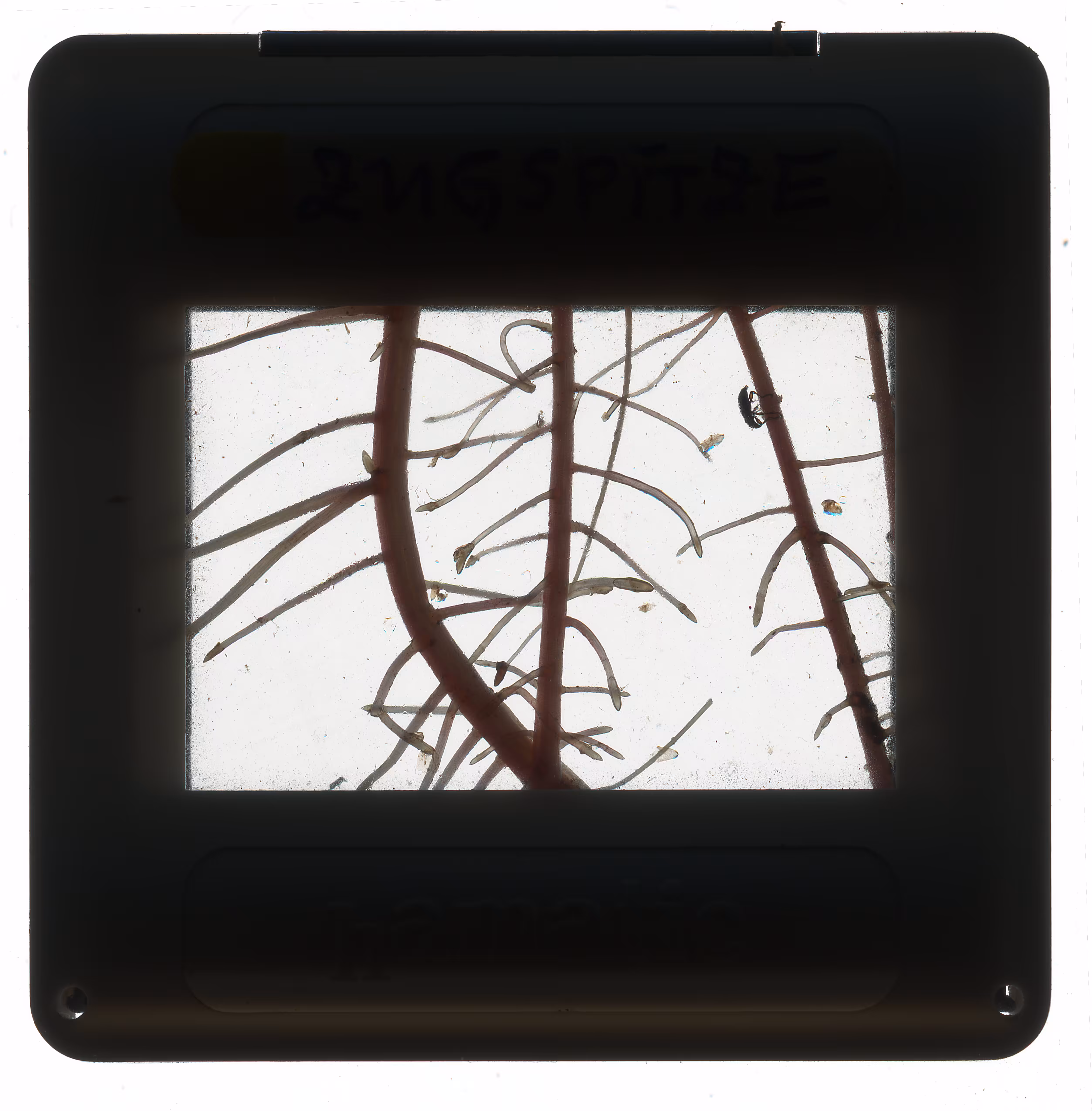 Maquina de luz #12