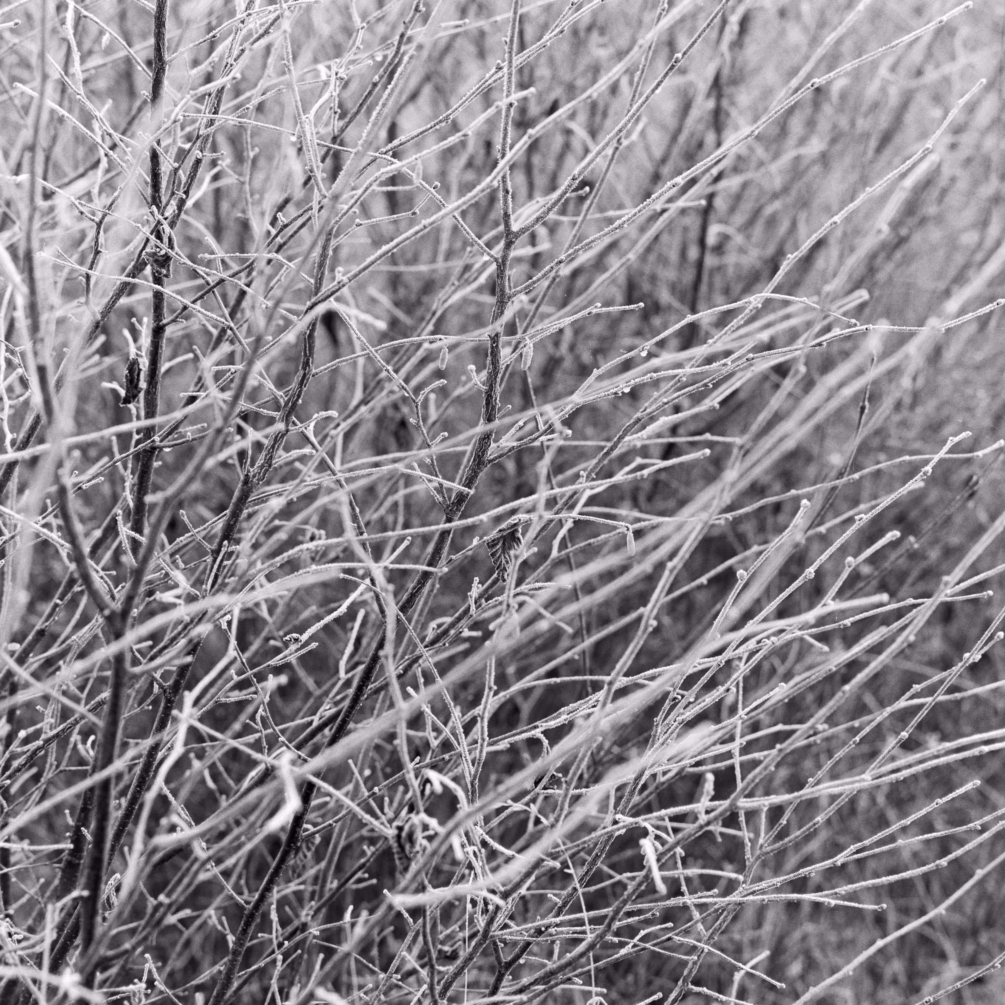 Dogwood Frost