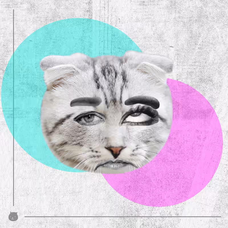 Kittenstein #50