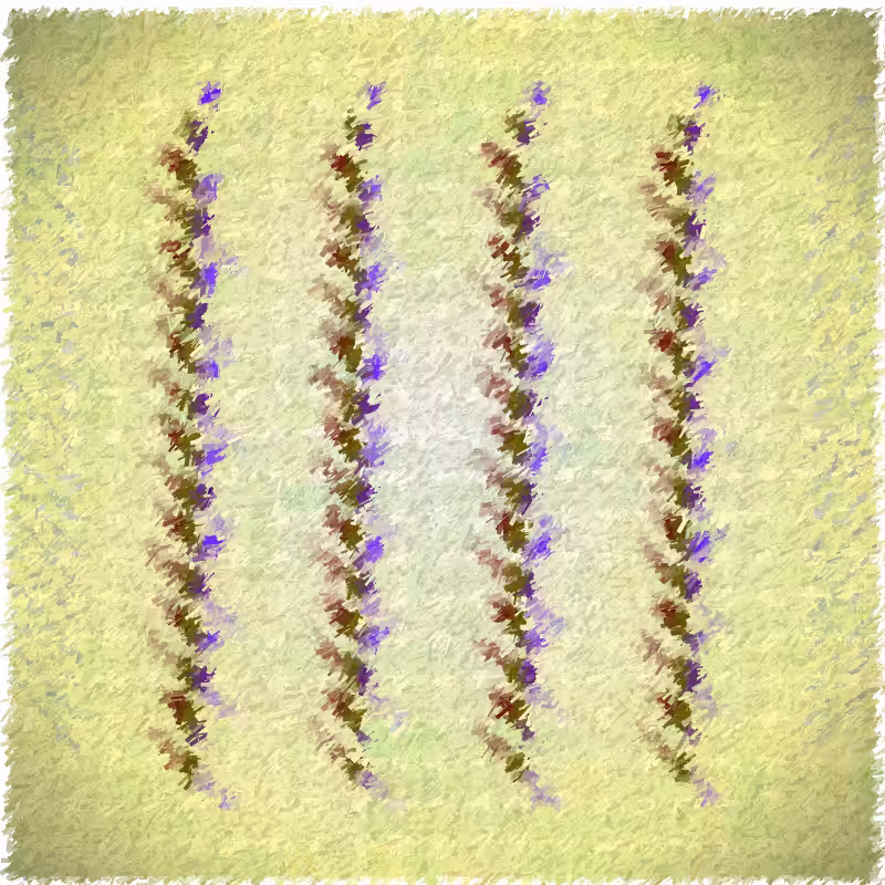 Maculas #30