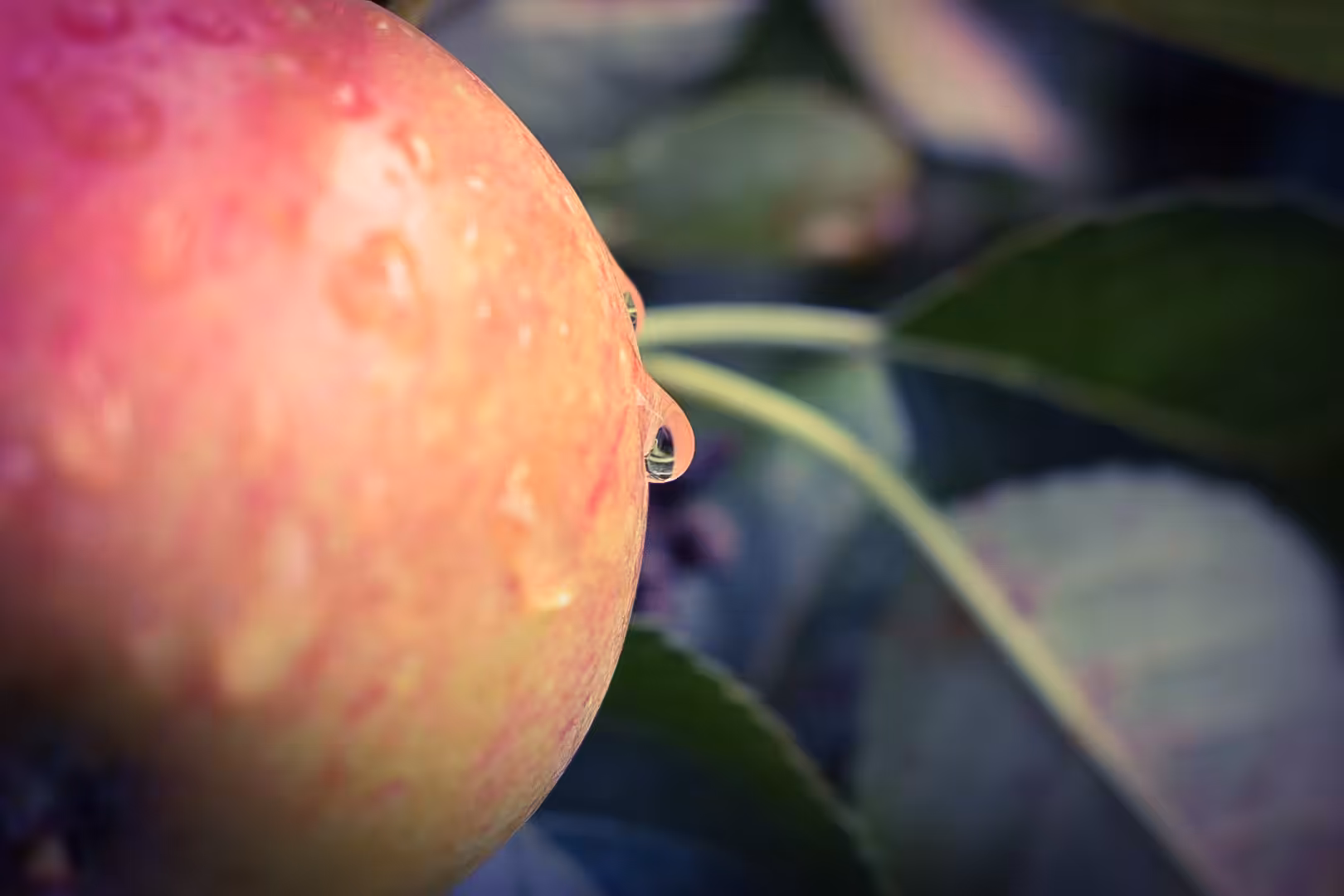 Delicious Apple 