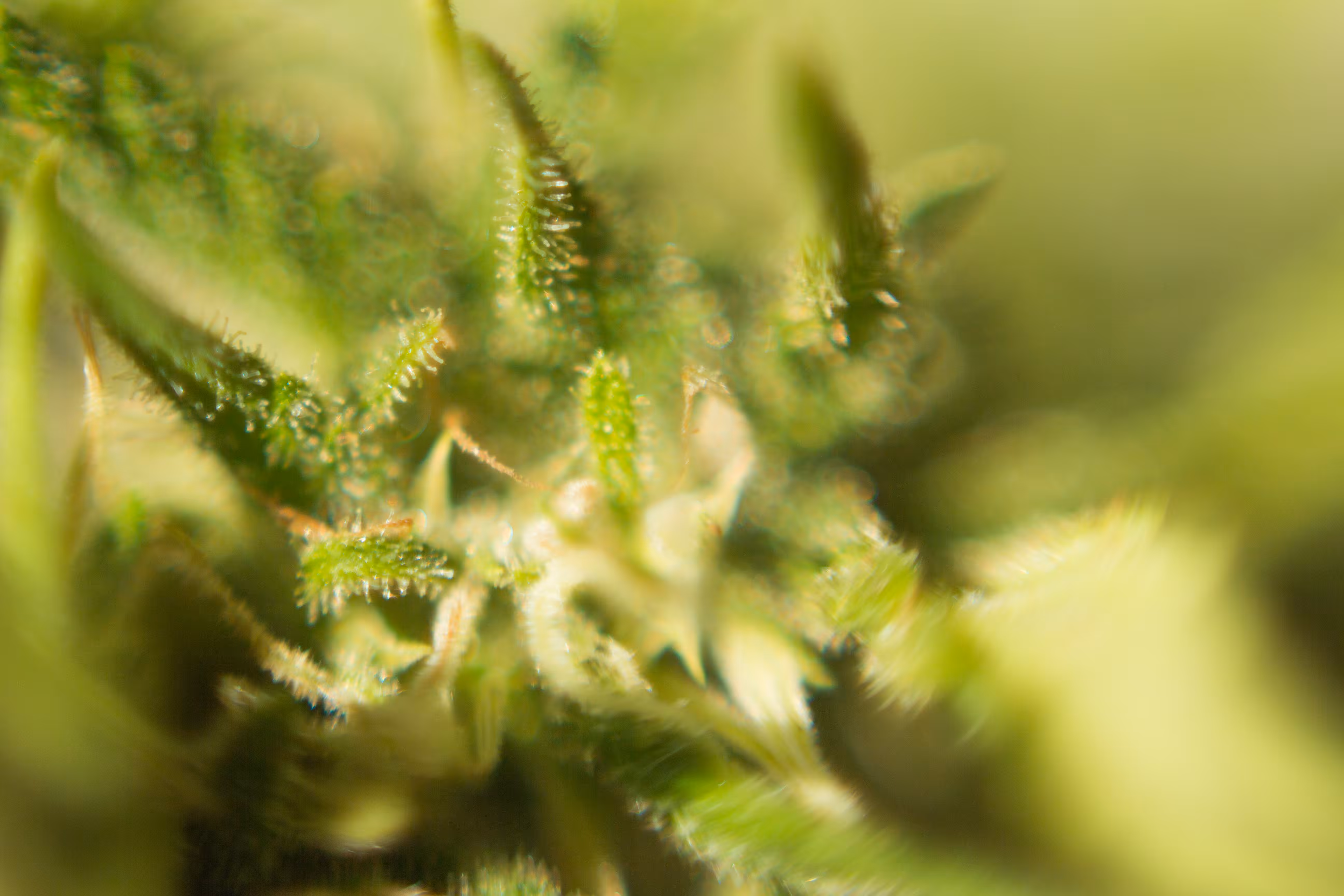 weed nft