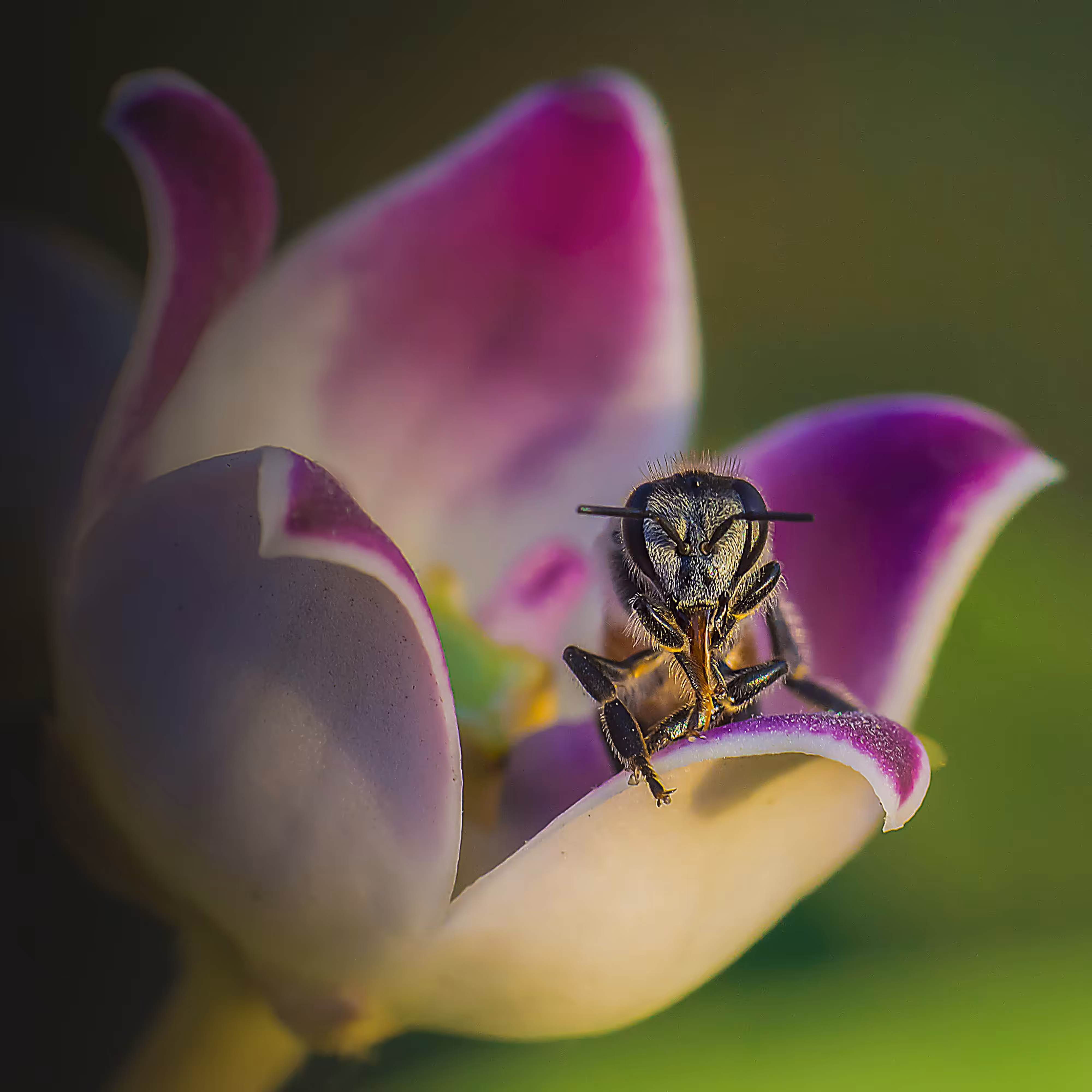 Giant Honey Bee