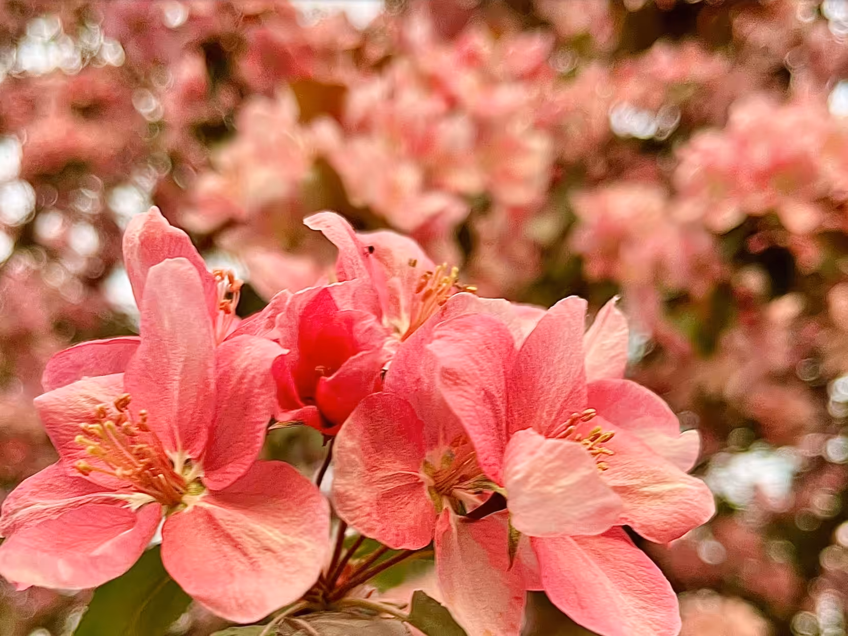 Cherry Blossoms 