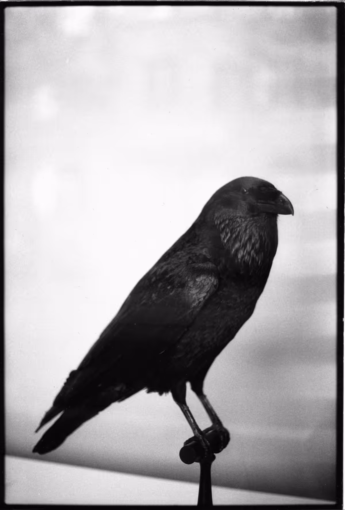 not a crow, not in a gallery