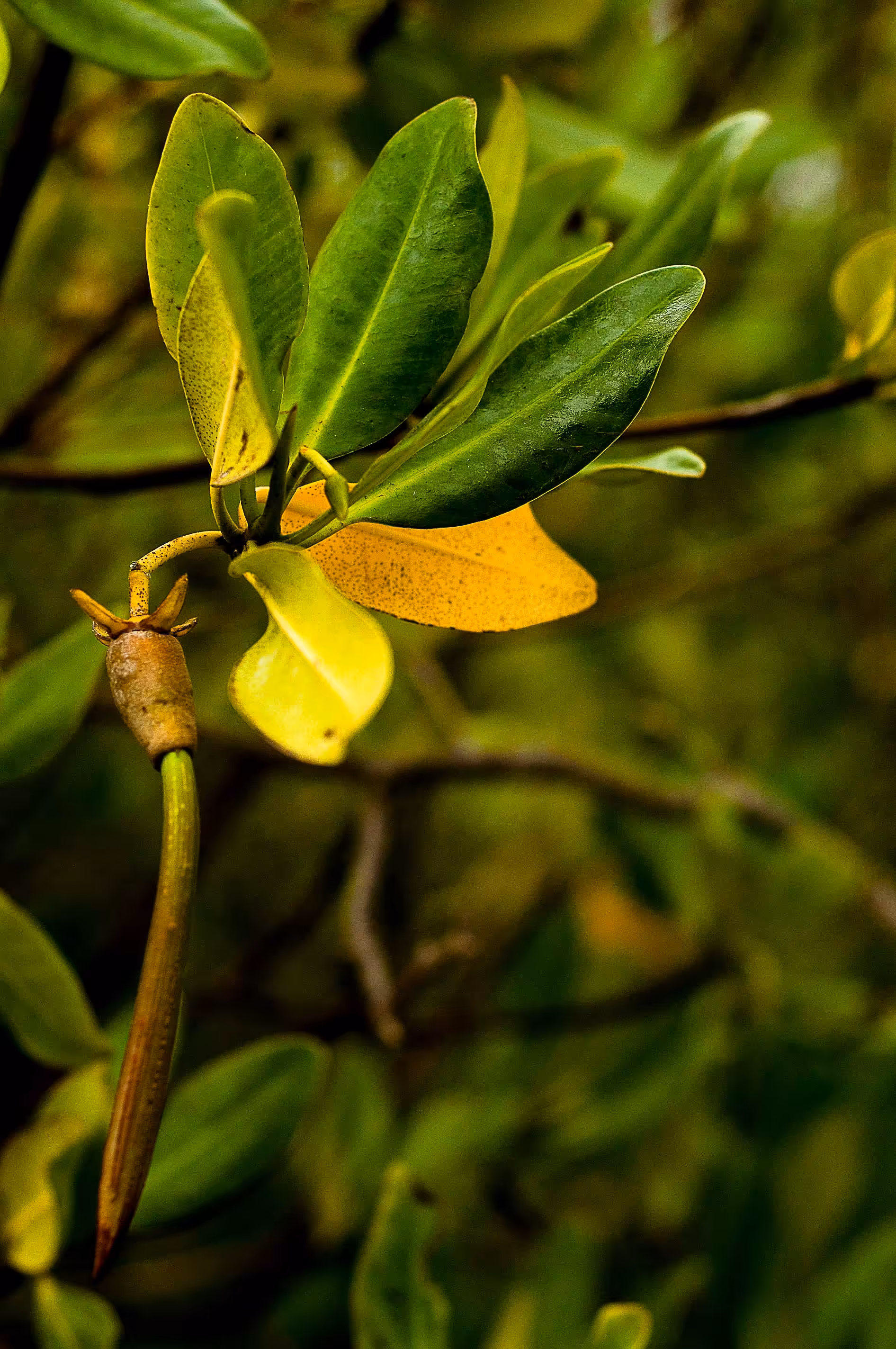 Red Mangrove