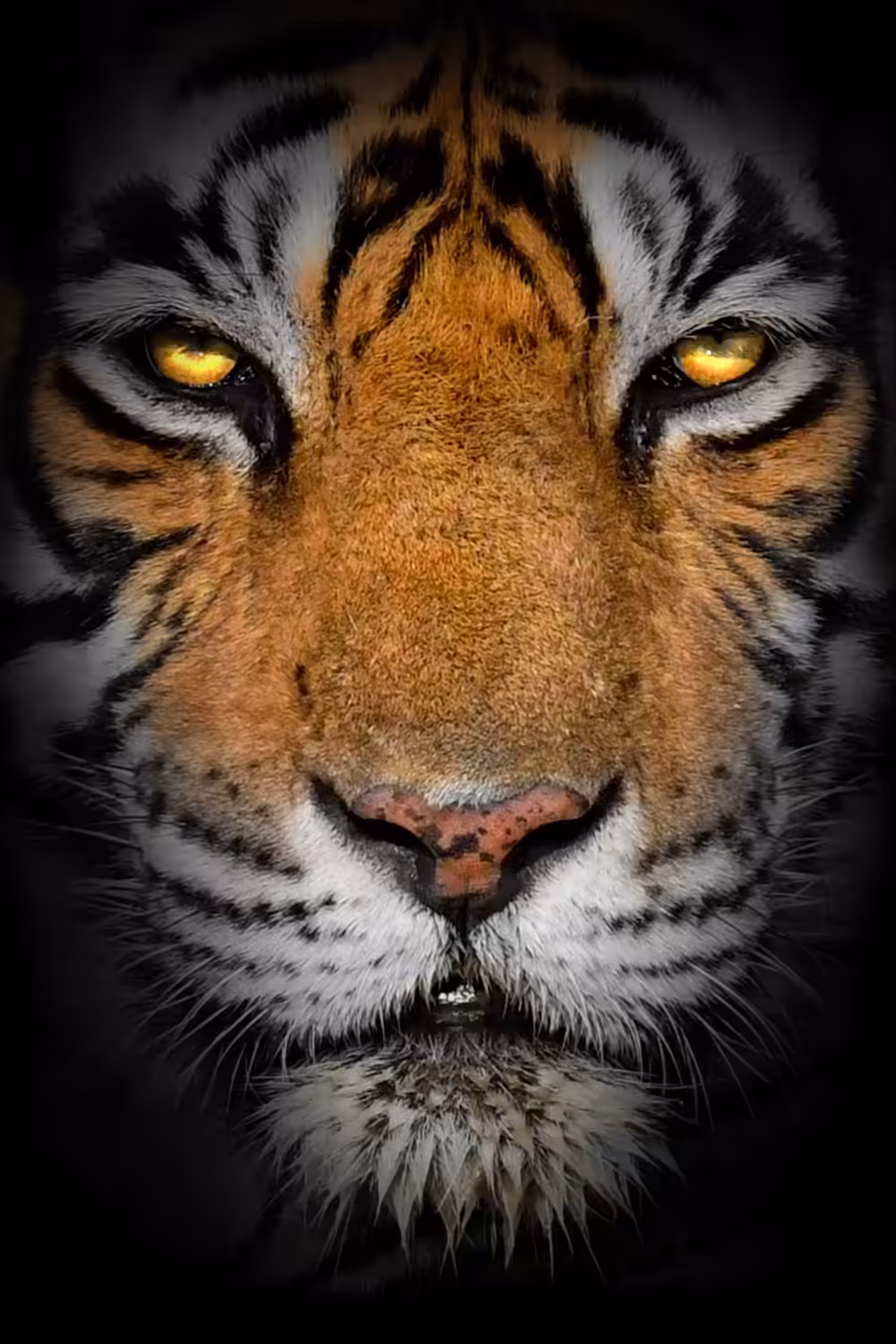 NOOR - QUEEN OF RANTHAMBORE