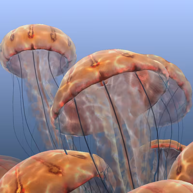 Jellyfish #10