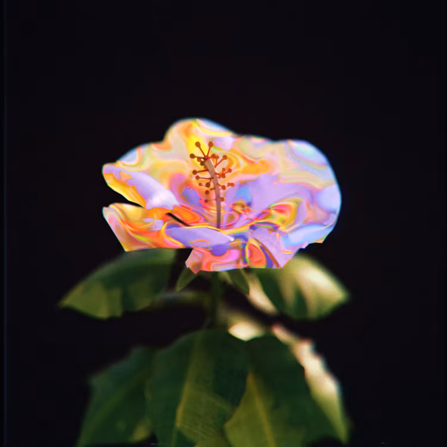 The Juvenile Hibiscus