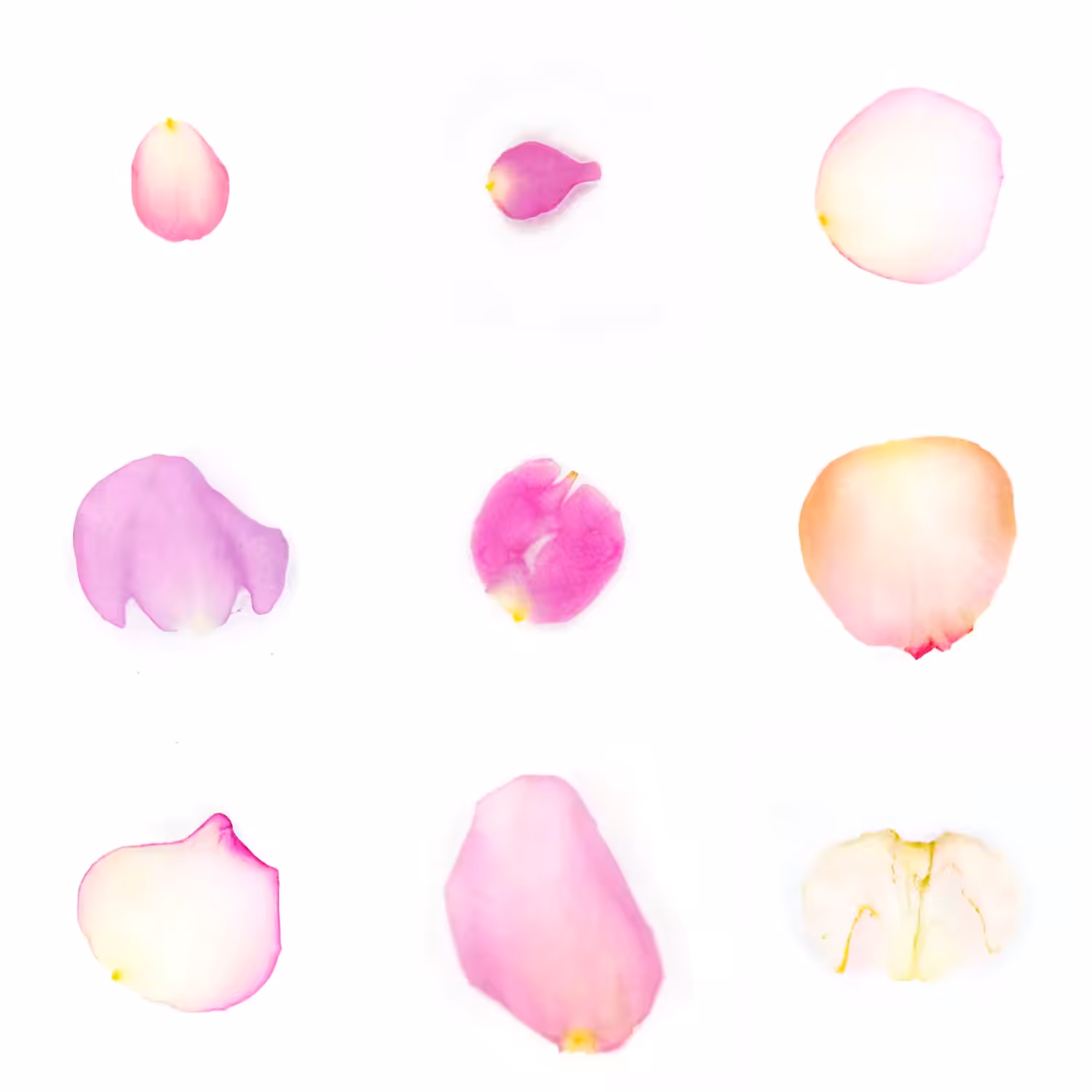 Infinite Petals 3x3#3108