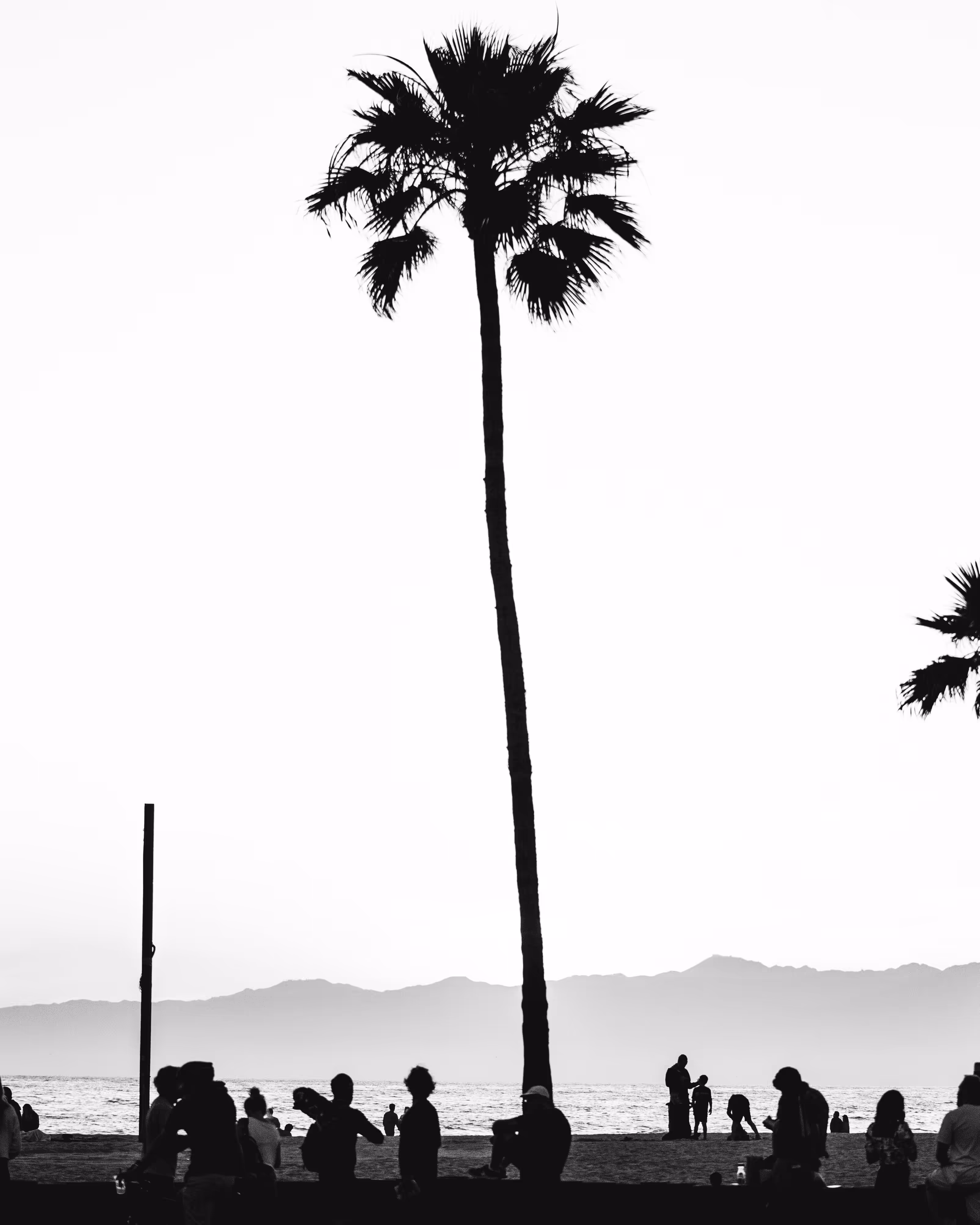 LonePalm