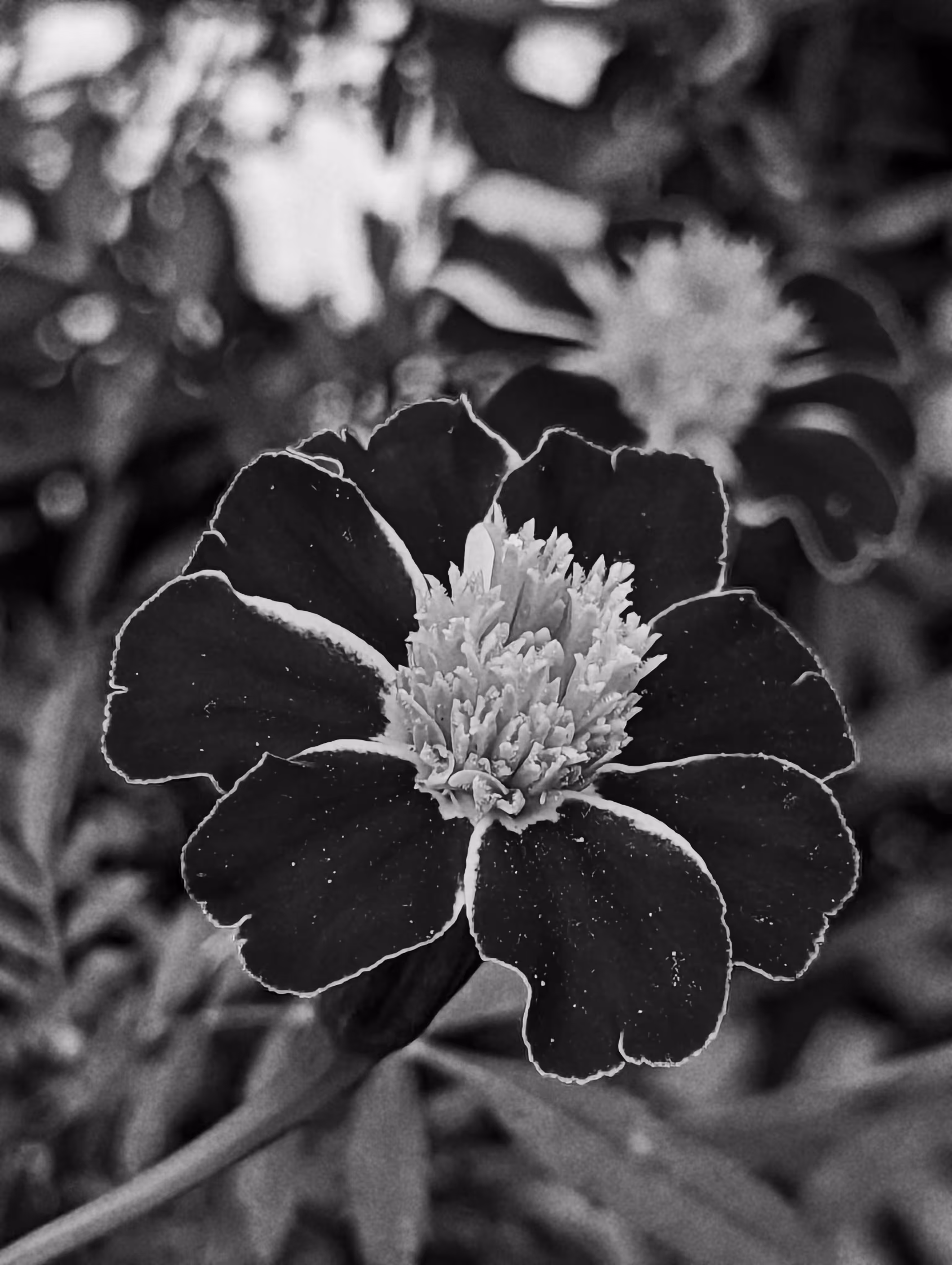 marigold noir