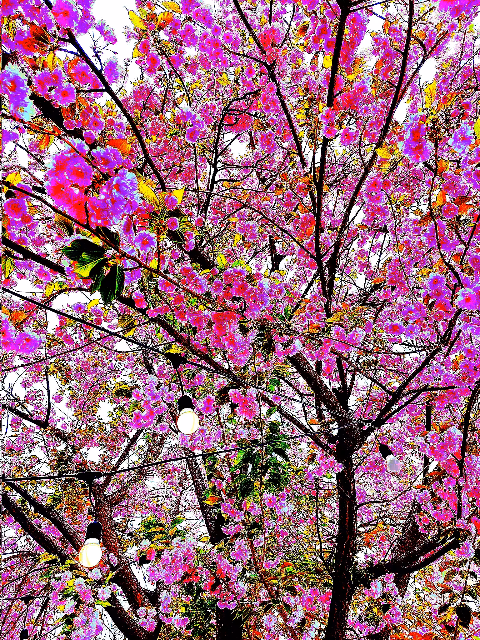 Light Blossom.