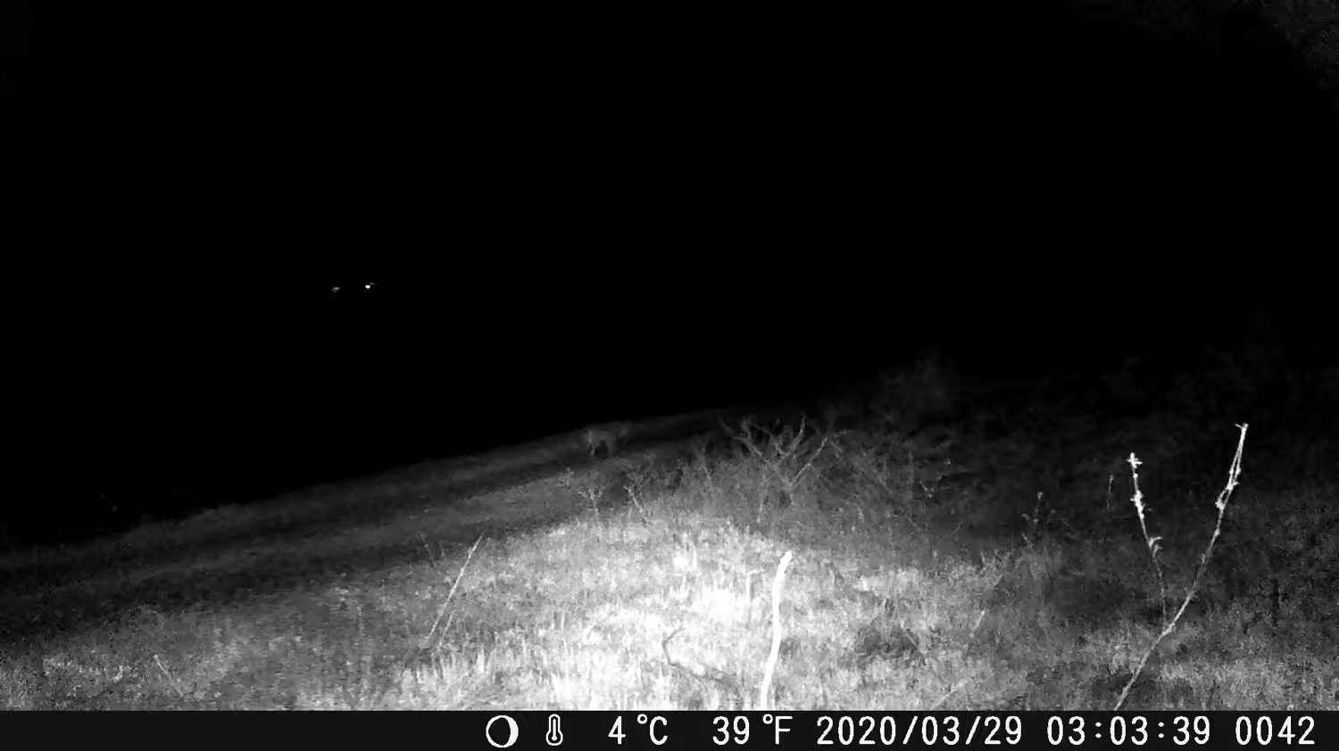BOBCATS AND COYOTES ON THE DRIVEWAY 2020