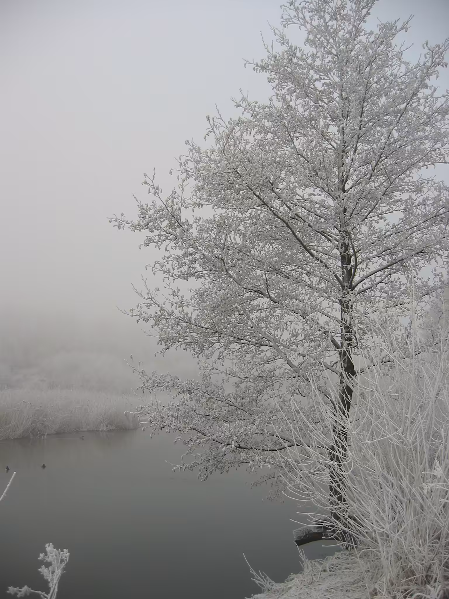 Frosted Solitude
