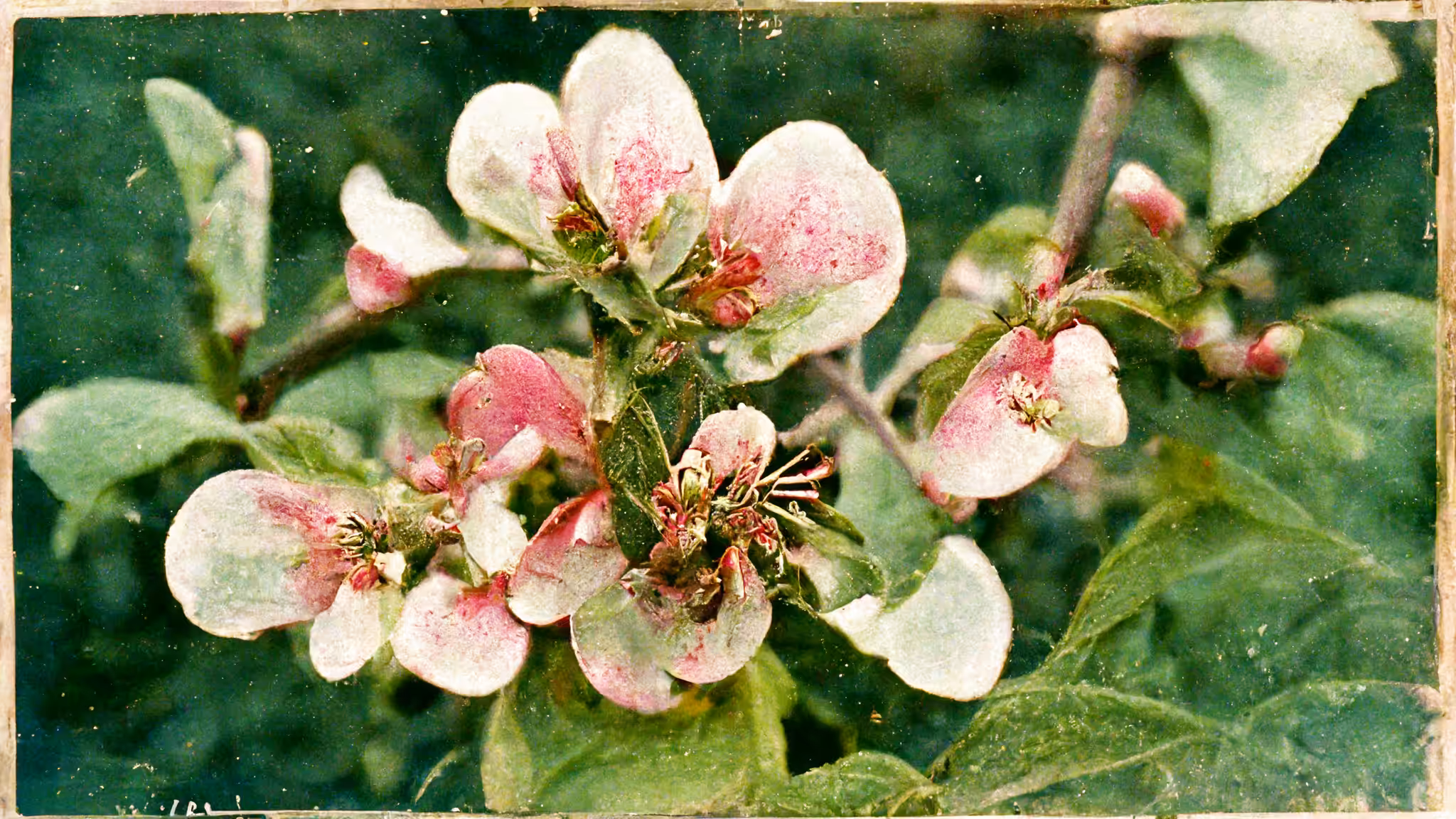 FAKE APPLE BLOSSOM