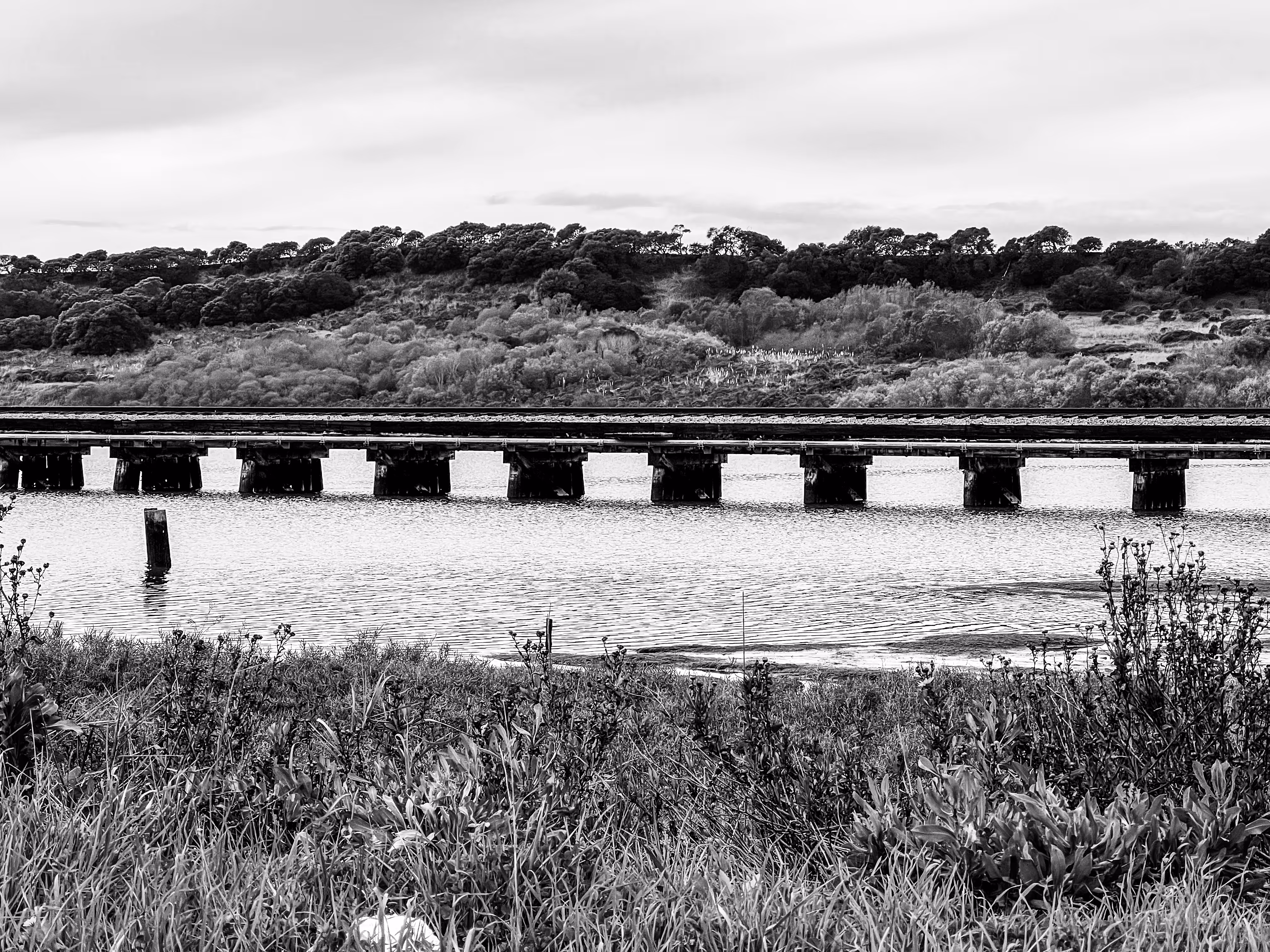 Elkhorn Slough #2
