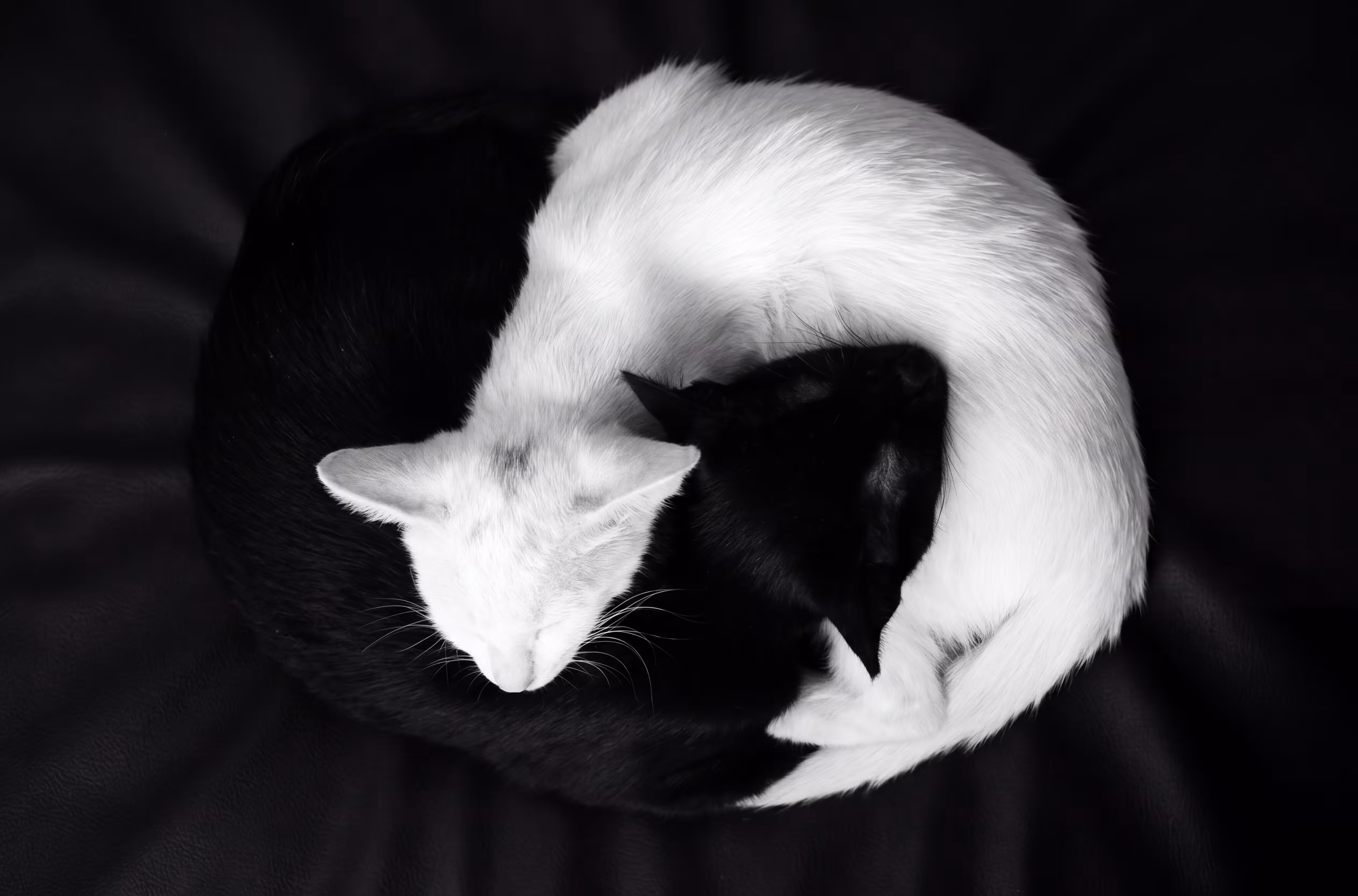 Ying Yang
