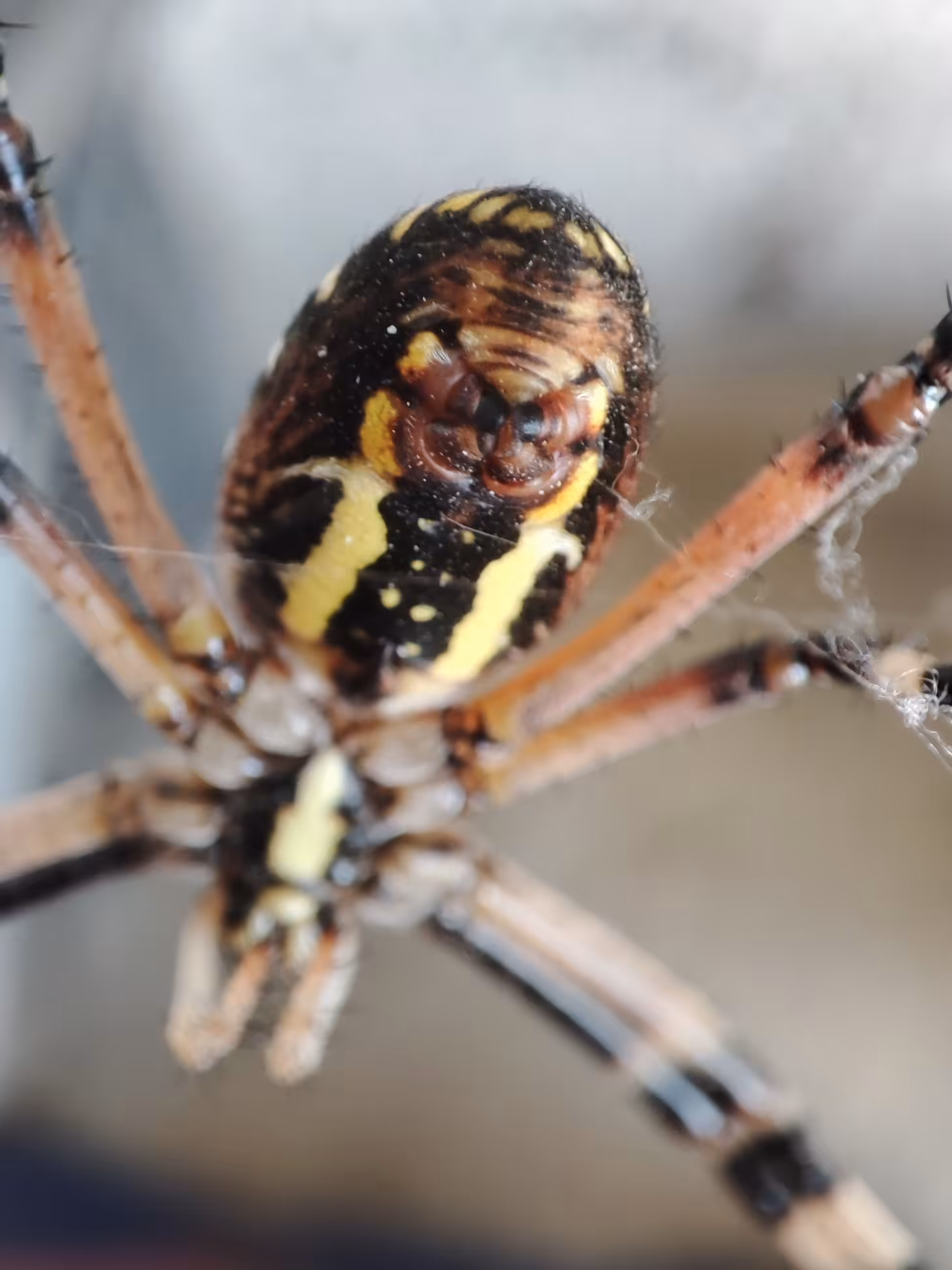 Guardian of the Web – Macro Portrait of a Camouflaged Spider