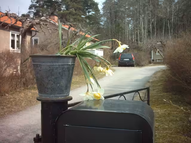 Narcissläktet