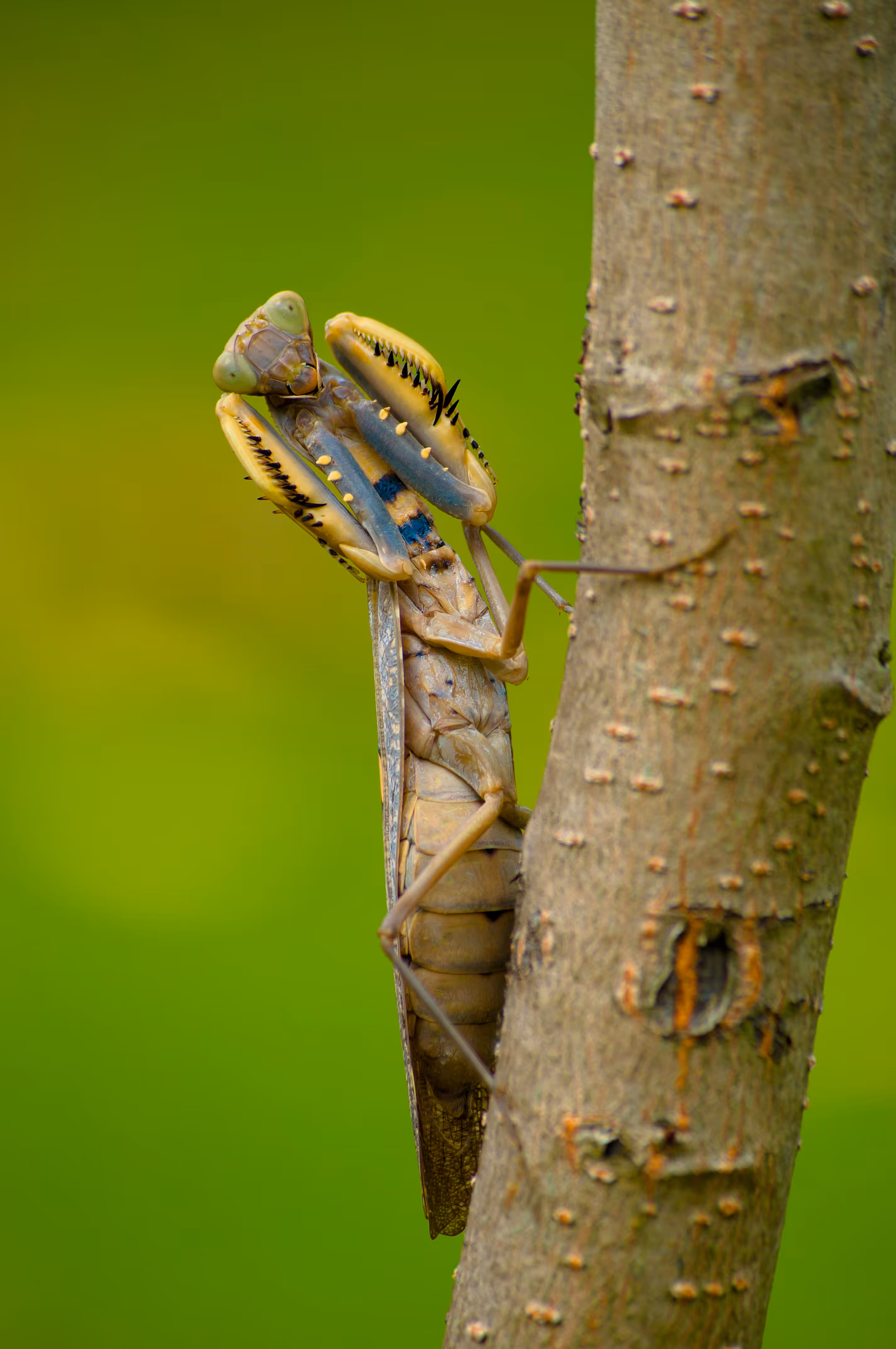 View of a Boxing Grasshopper 