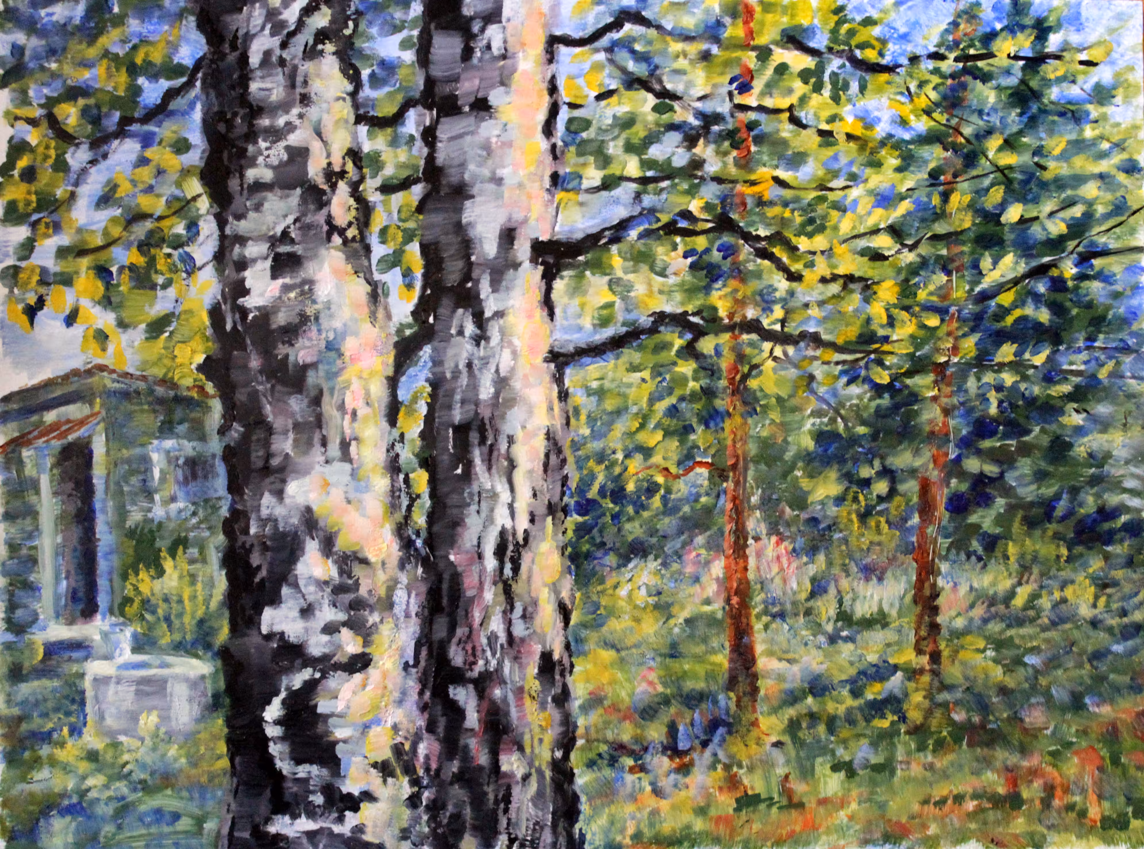 Trunks of birch trees