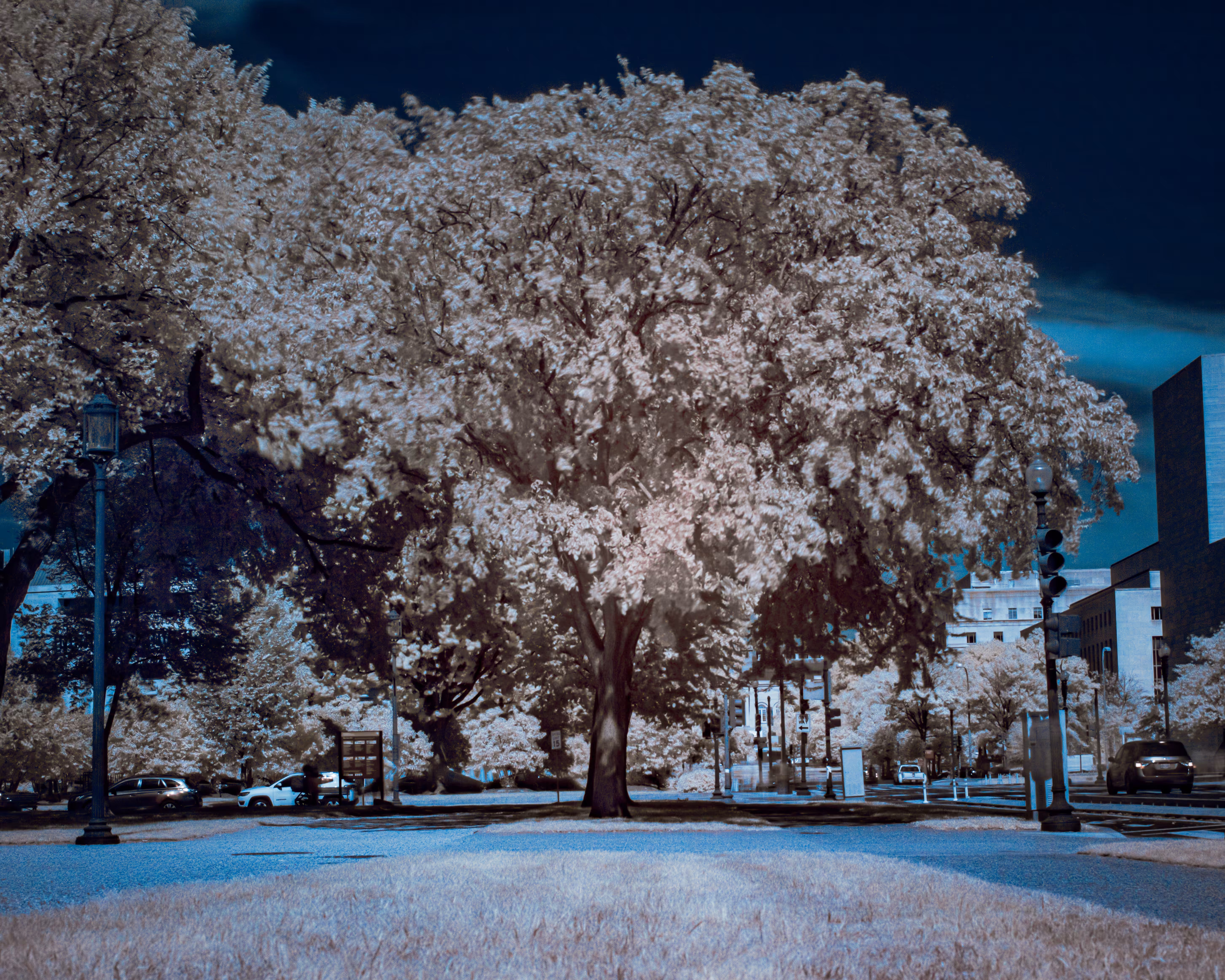 Infrared #004 - A Tree from the National Mall