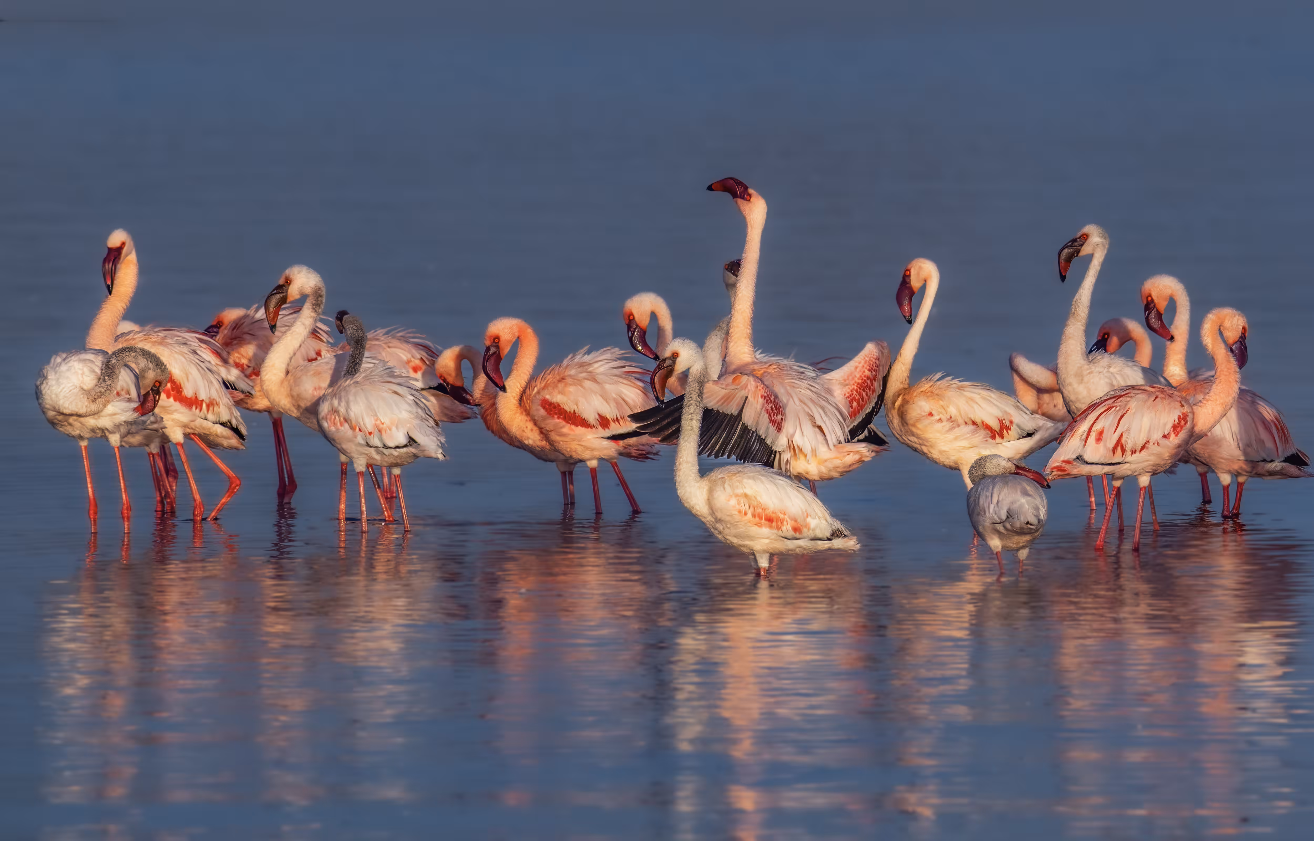 Lesser Flamingo 🦩🦩🦩