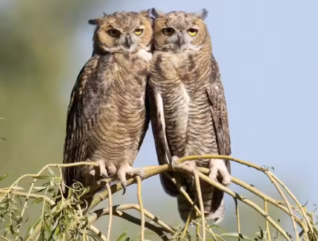 happy birthday owl
