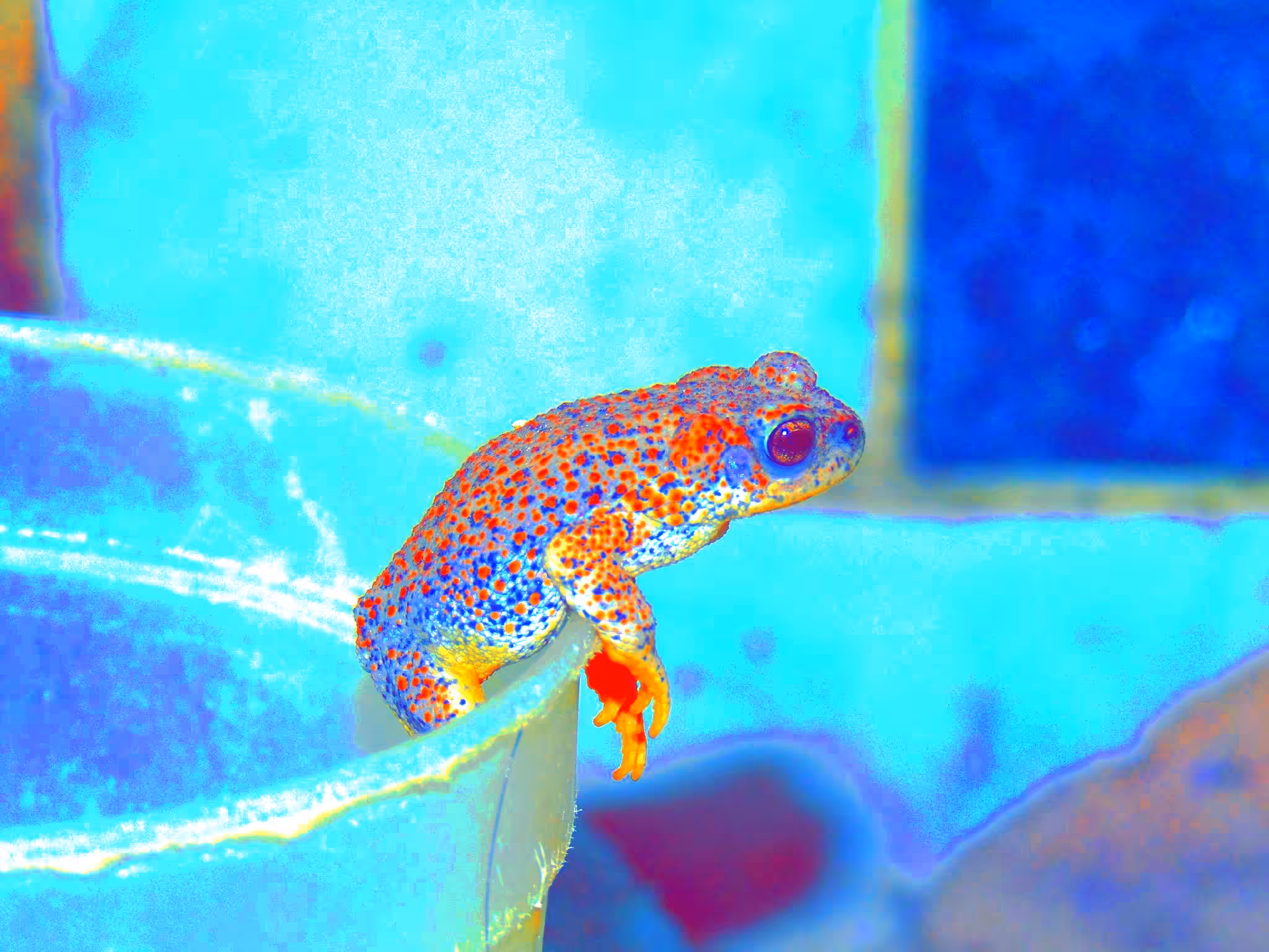 Blue frog