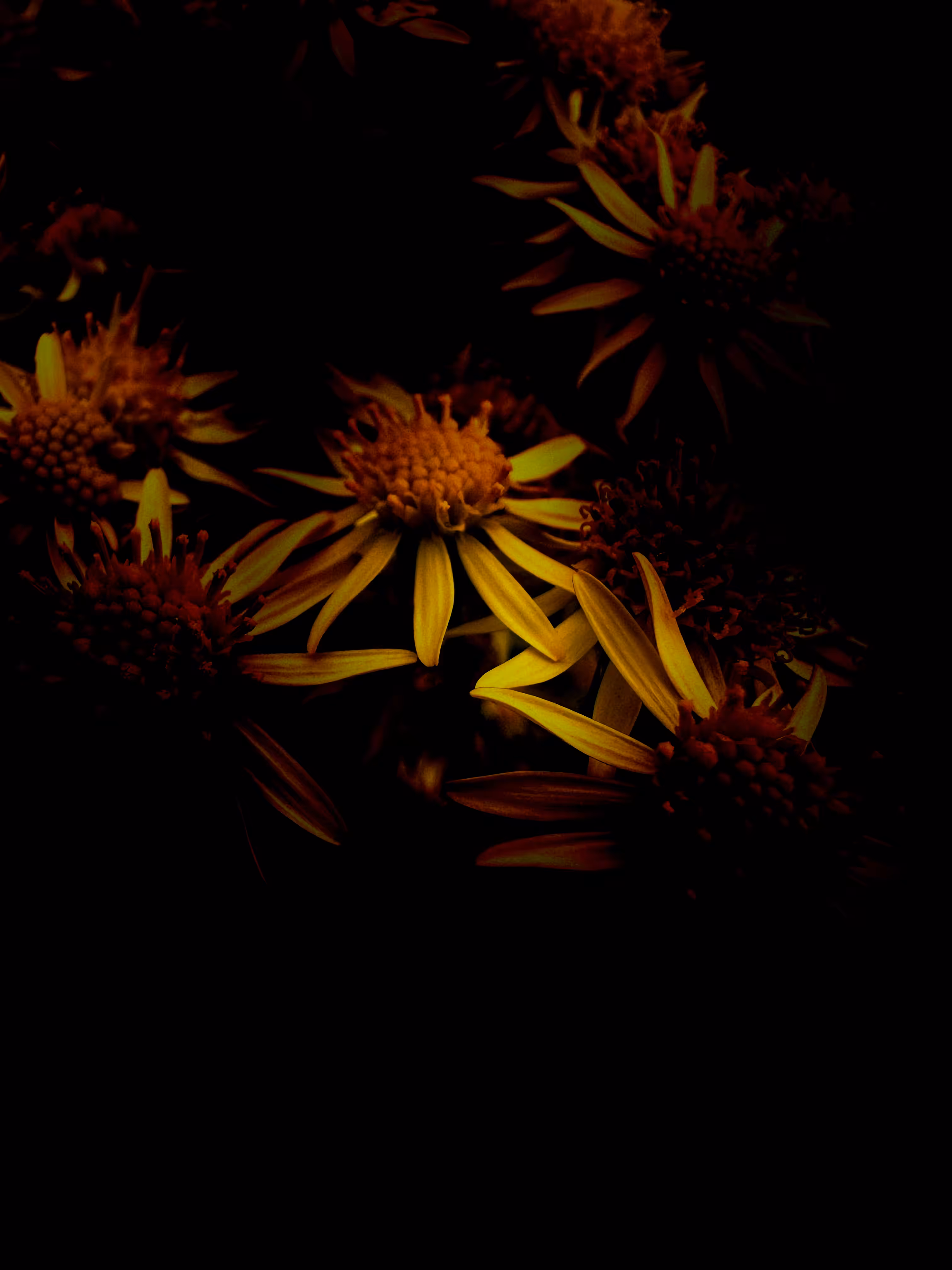 Floral Dreams: Dark Sunlight