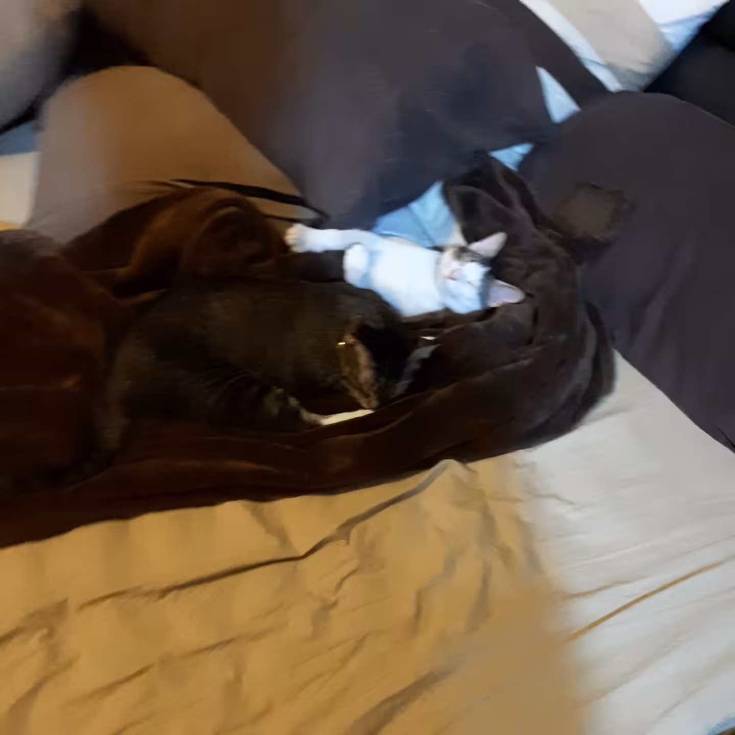 Pusskin Cat #41 - Kittens sleep on my Bed!