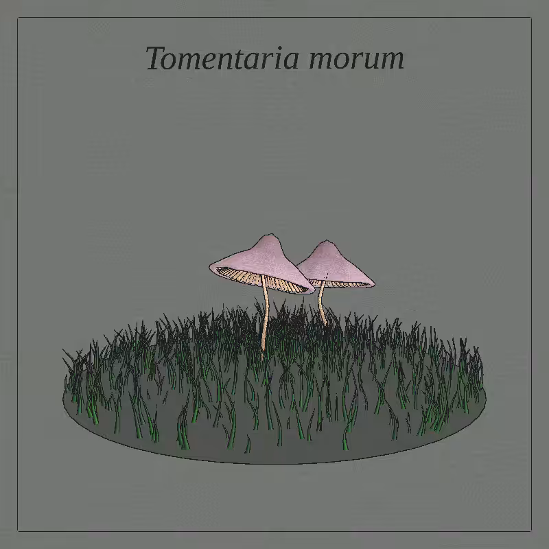 SHROOMS 3D #39