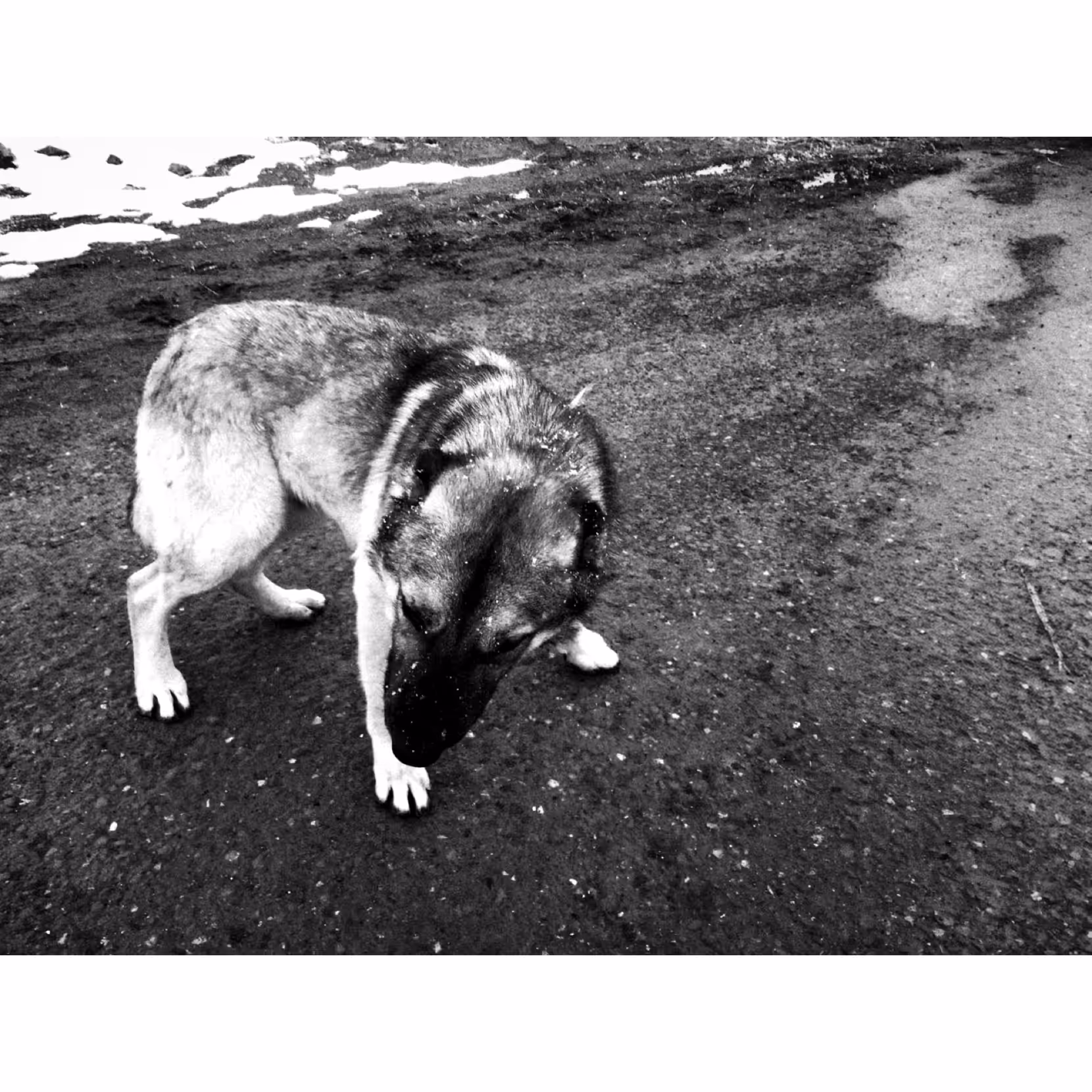 dog #2
