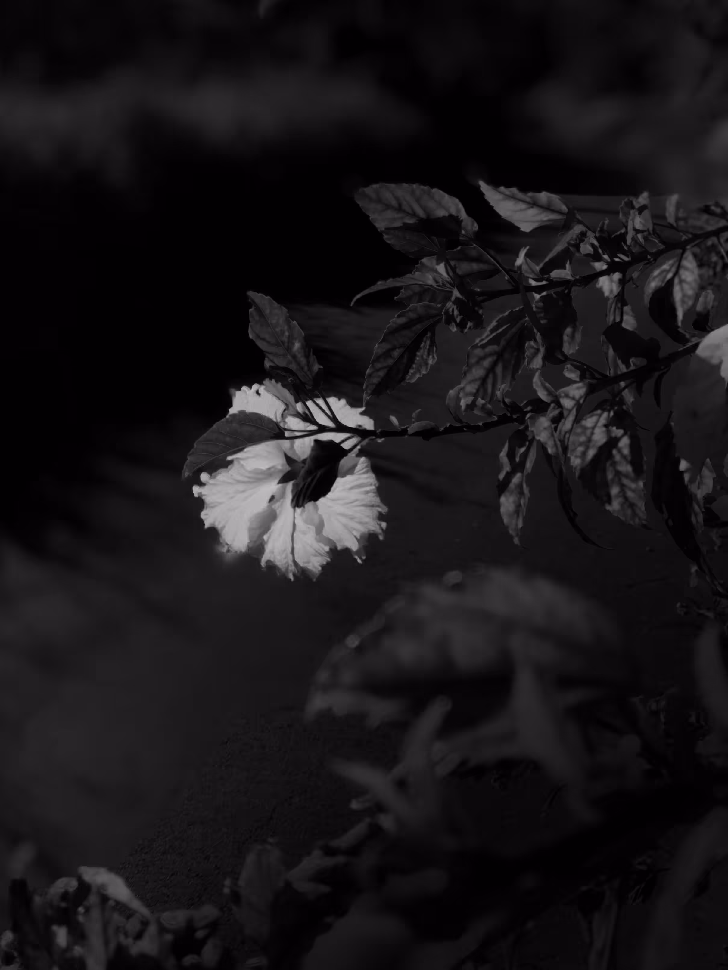 nature(mido) #6