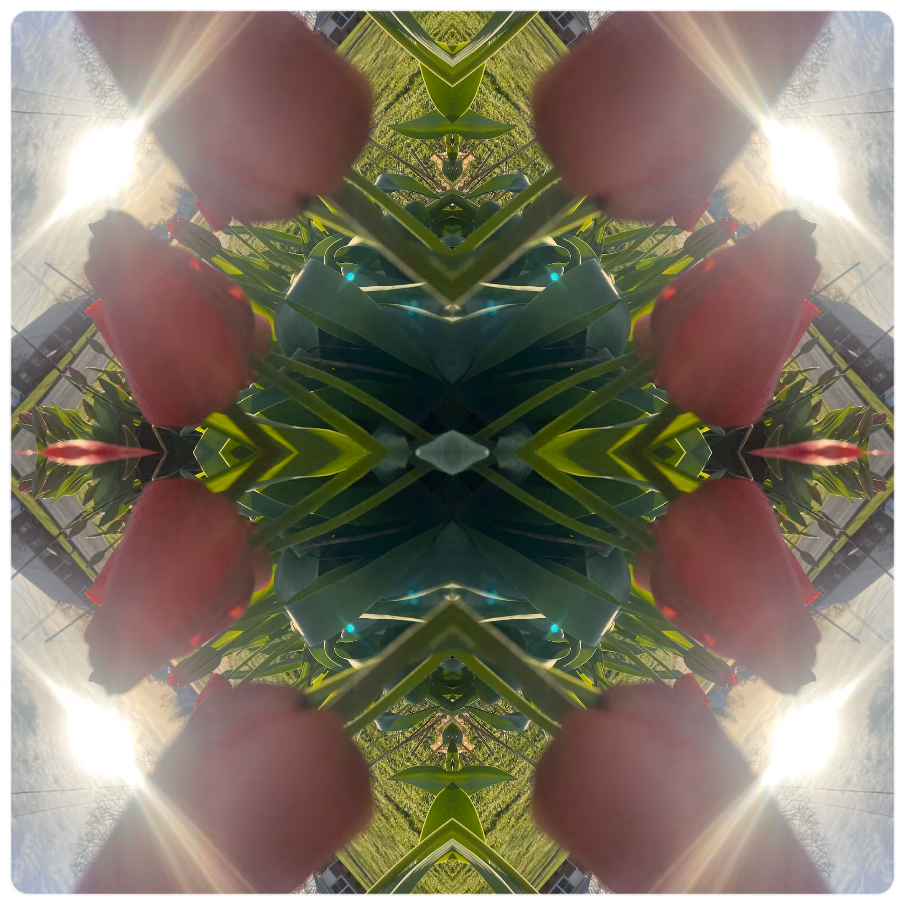 Fractured Flower