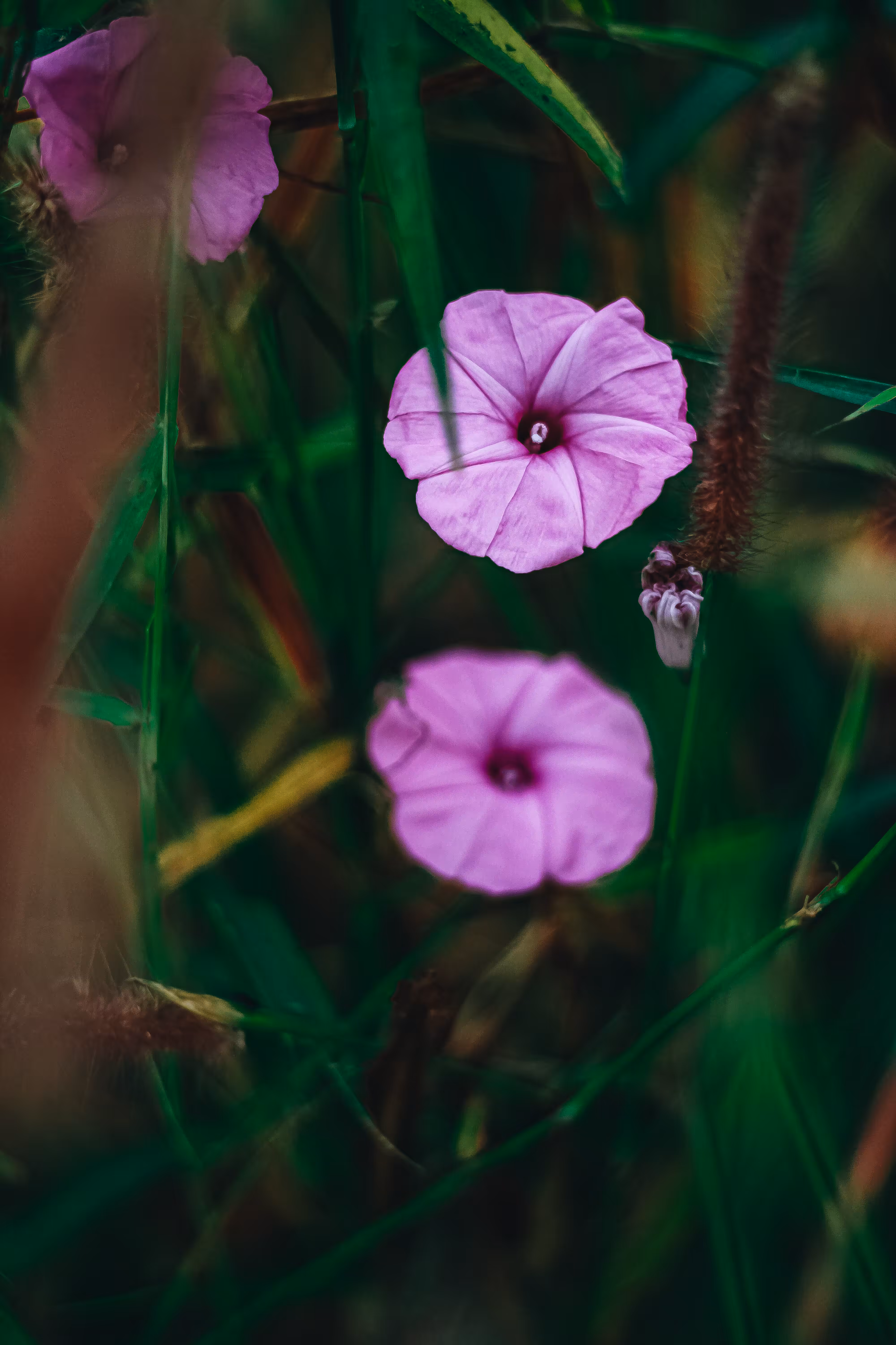 "Natures Dance: Flower, Water, and Morning Magic"