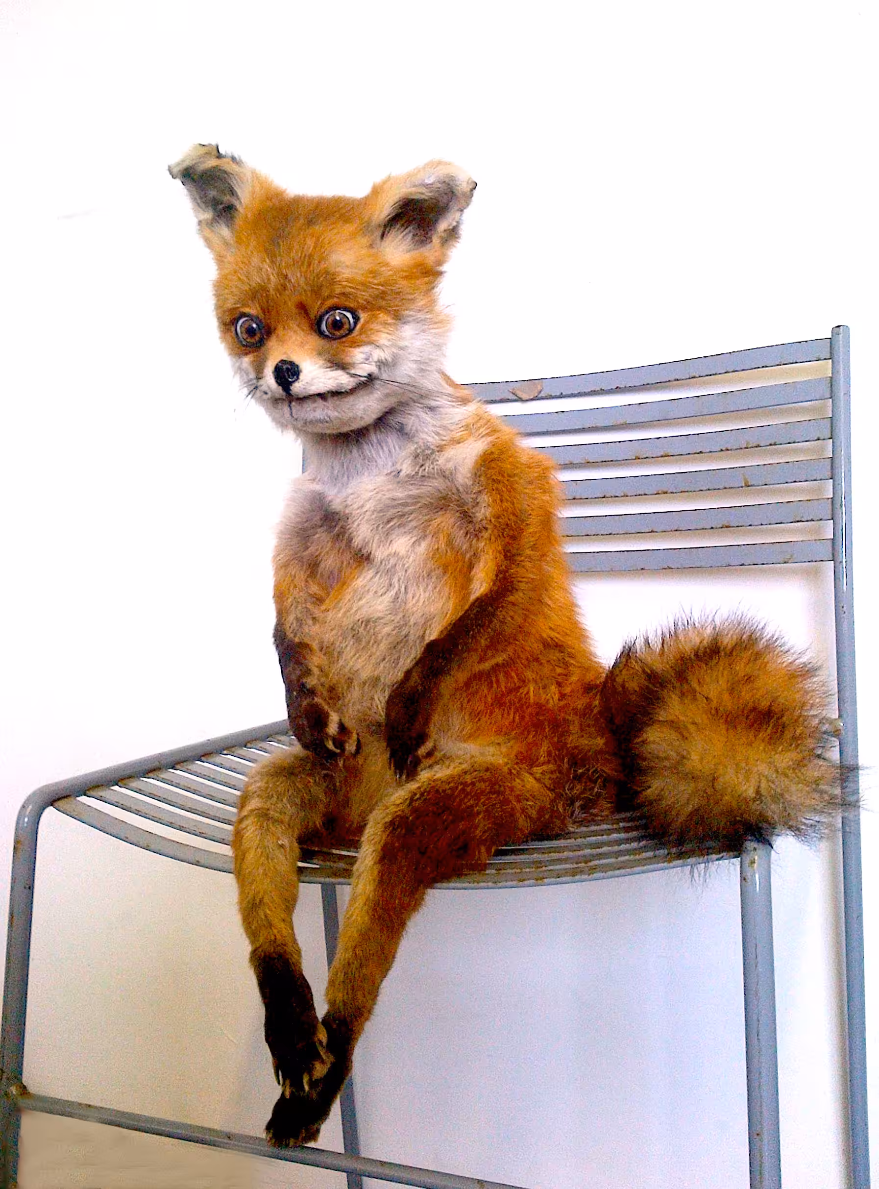 STONED FOX
